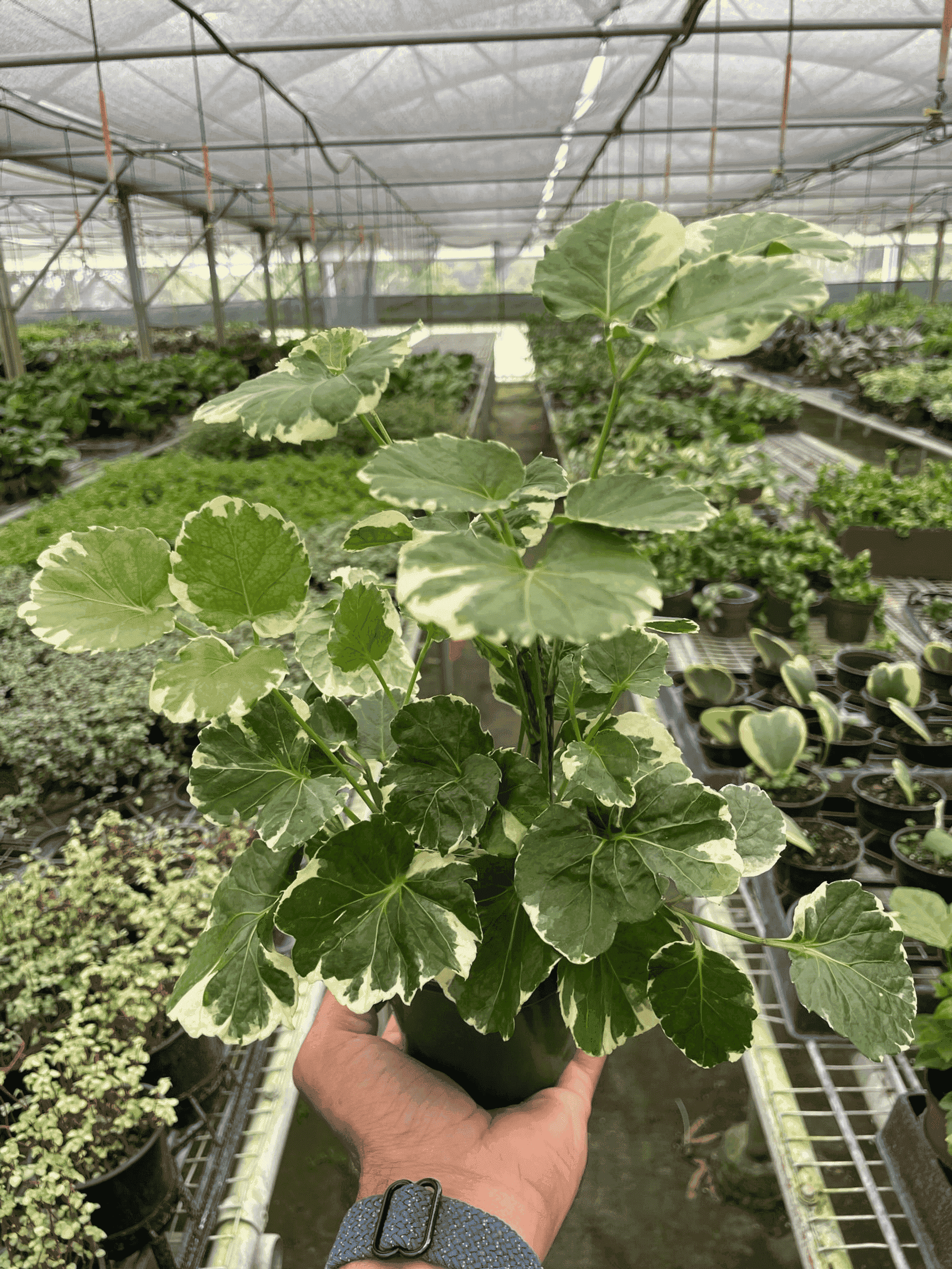 Variegated aralia plant in pot, green and cream lobed leaves held up
