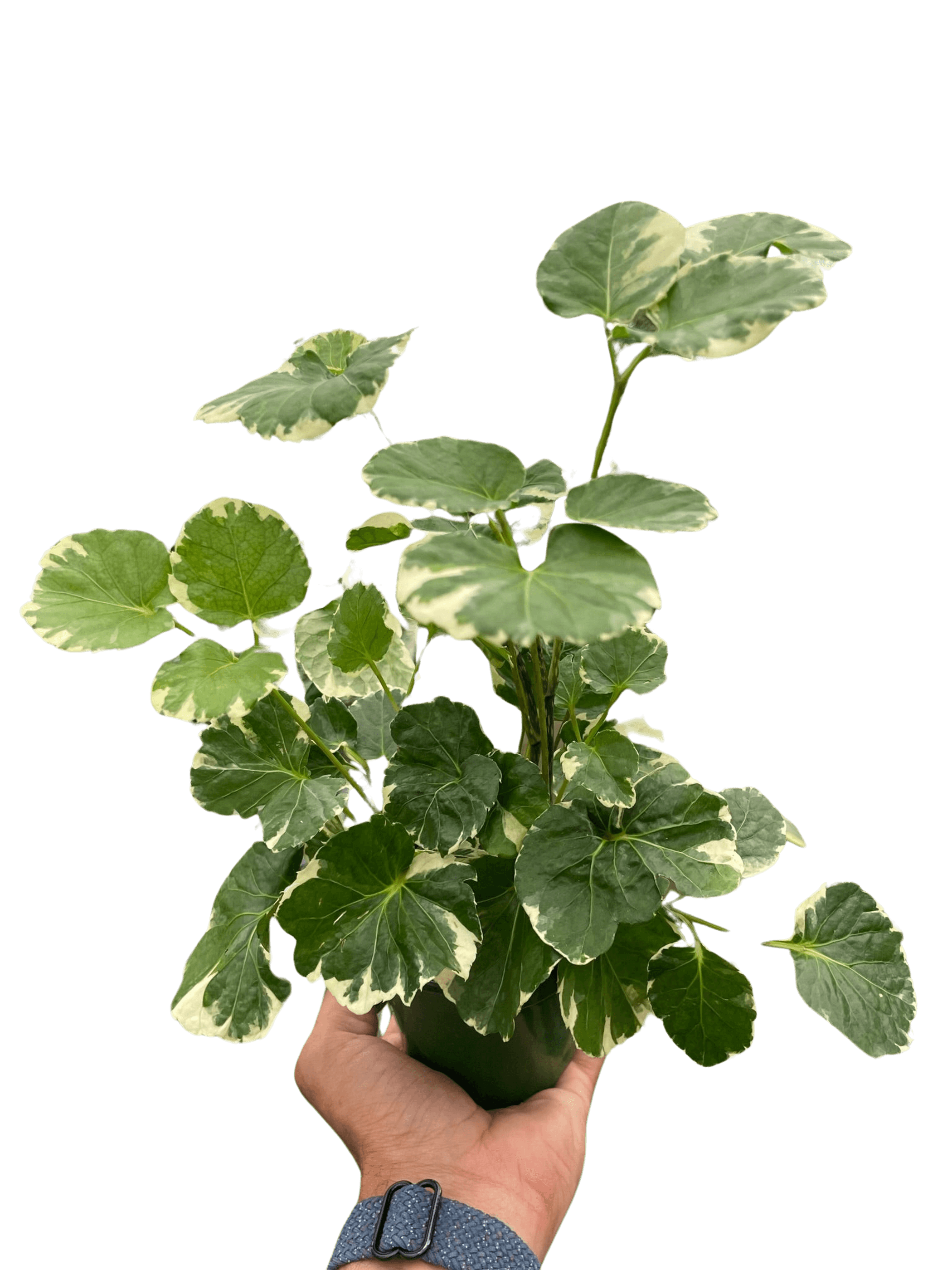 Variegated aralia plant held in hand, green and cream lobed leaves