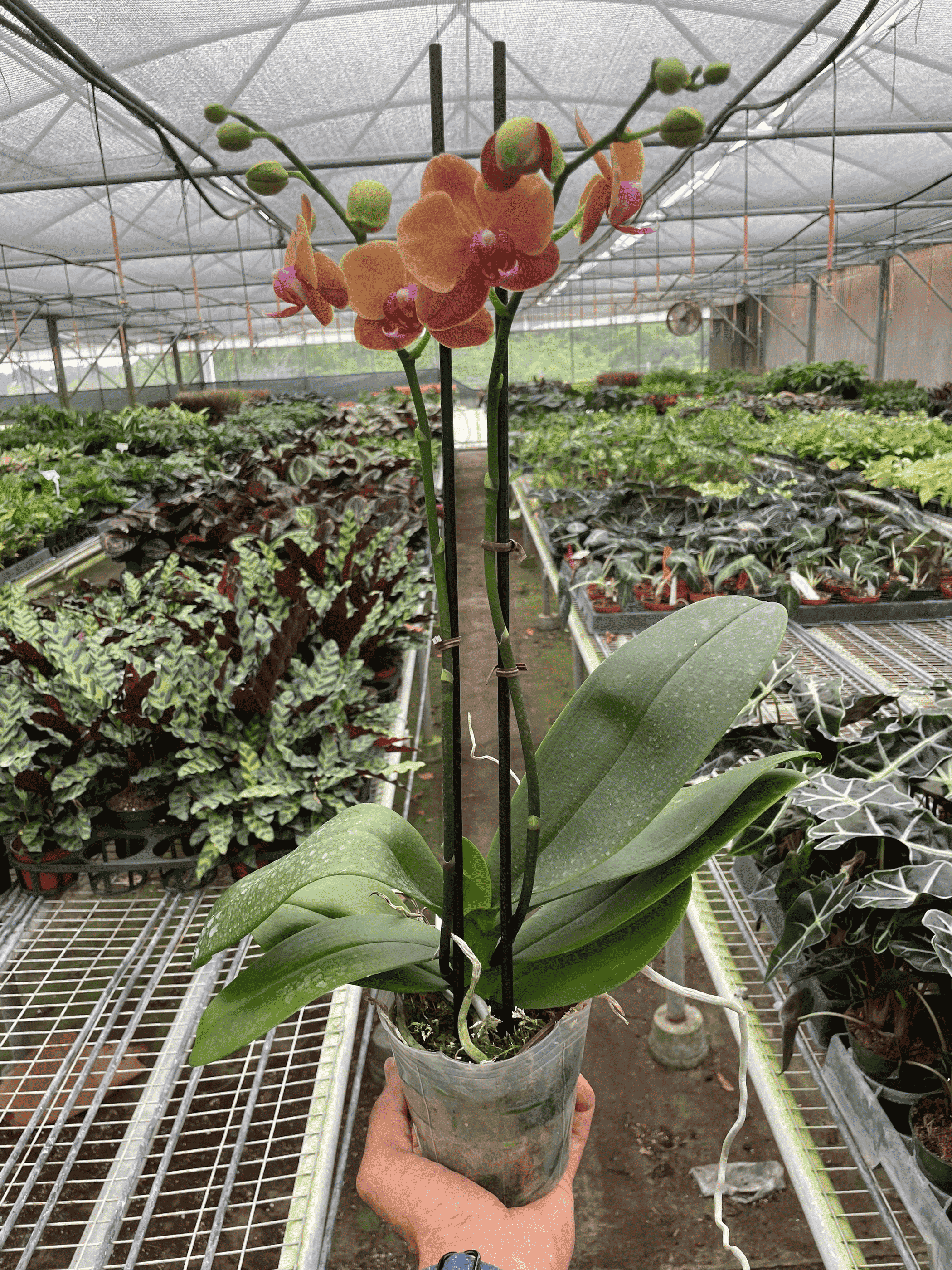 Tall potted phalaenopsis orchid with orange and pink blossoms and large green leaves