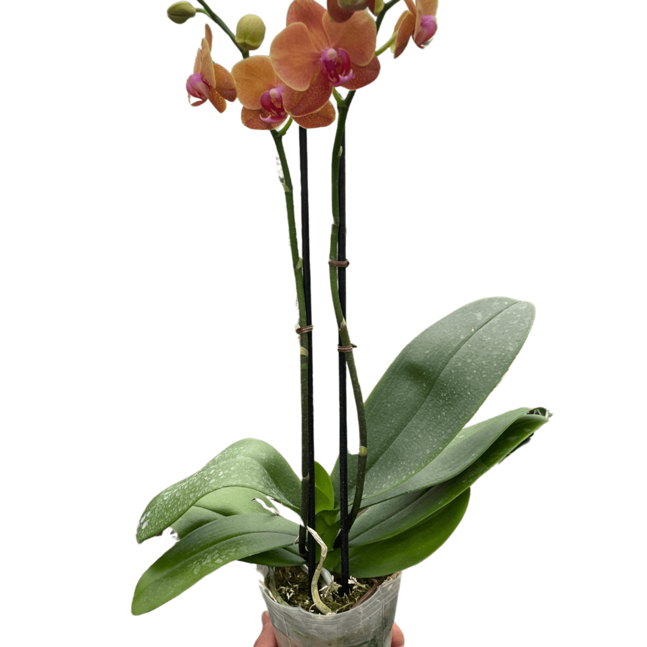Potted phalaenopsis orchid with orange and pink blooms and broad green leaves