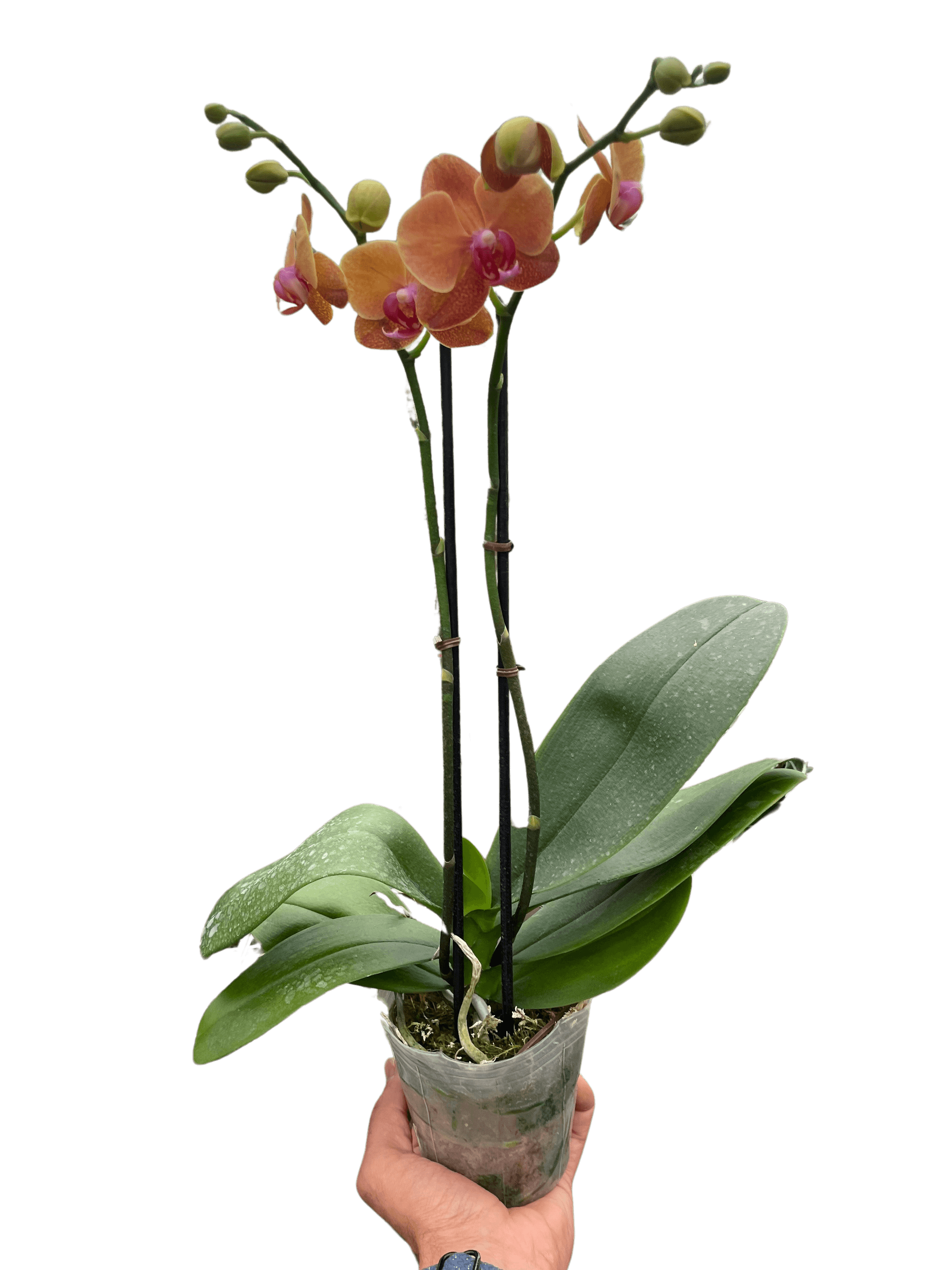 Potted phalaenopsis orchid with orange flower spikes, pink centers, and green leaves