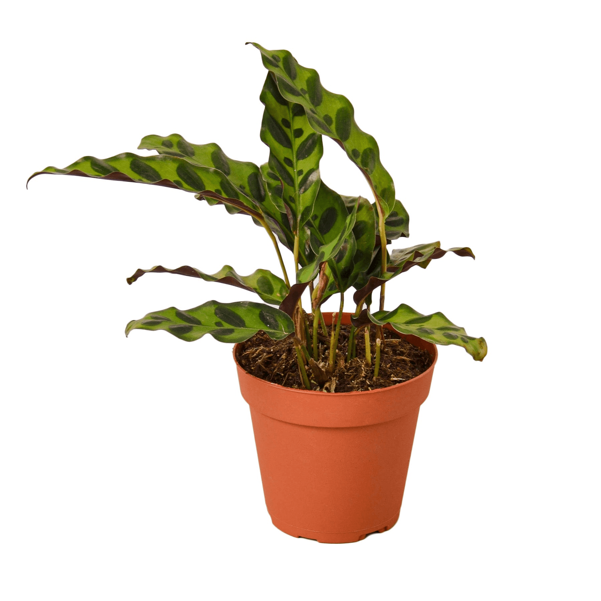 Calathea 'Rattlesnake' potted plant with variegated leaves in a terracotta pot