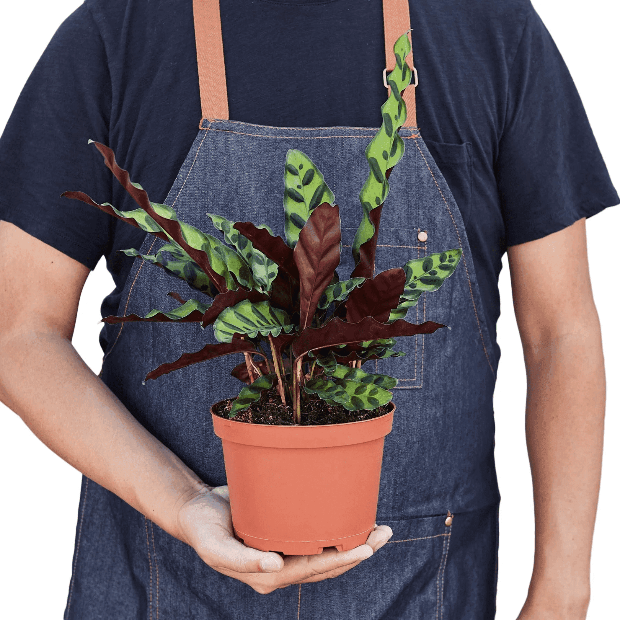 Calathea 'Rattlesnake' potted plant with dark green and maroon patterned leaves