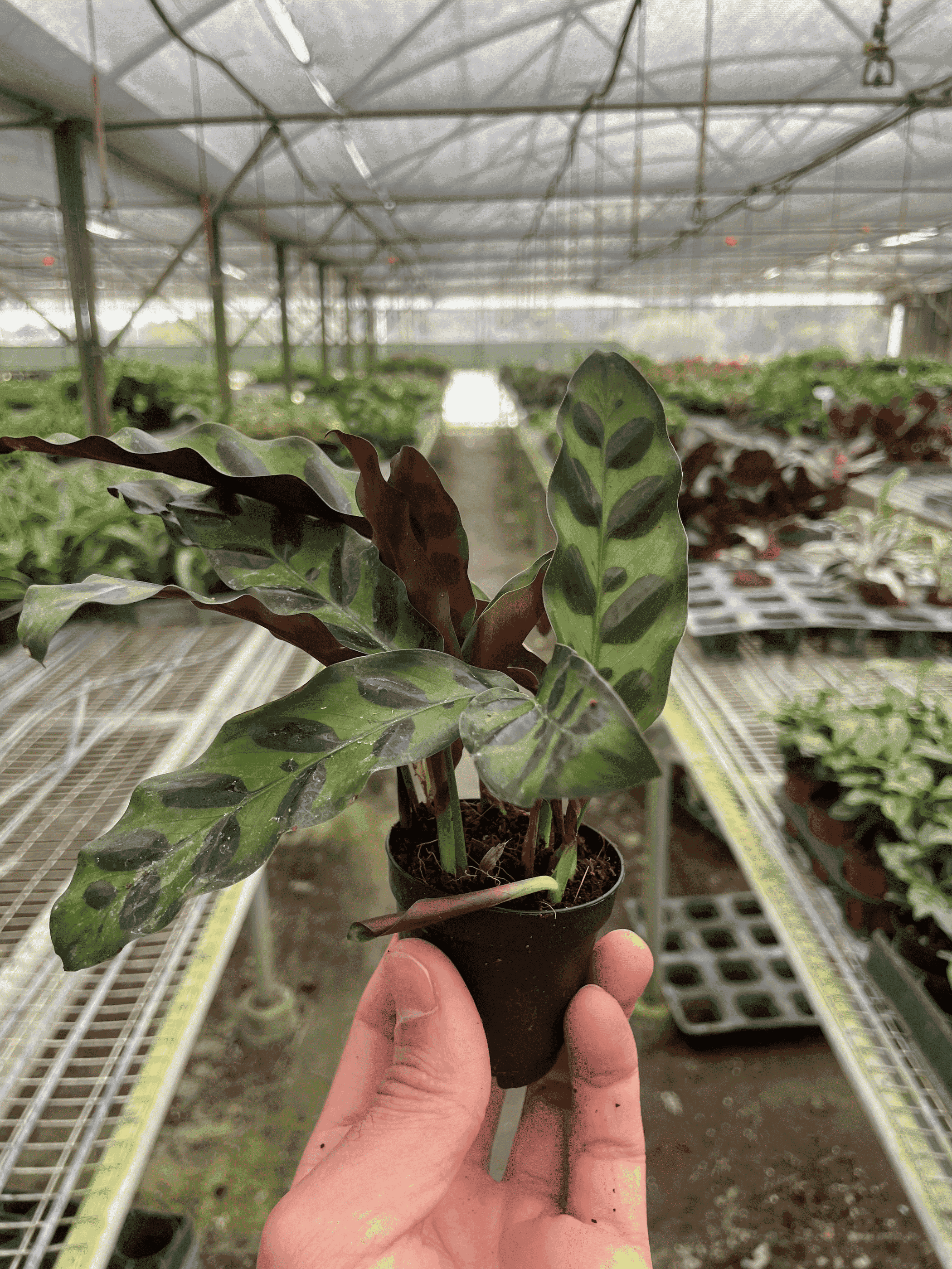 Calathea 'Rattlesnake' plant in a small dark pot, variegated green and maroon leaves