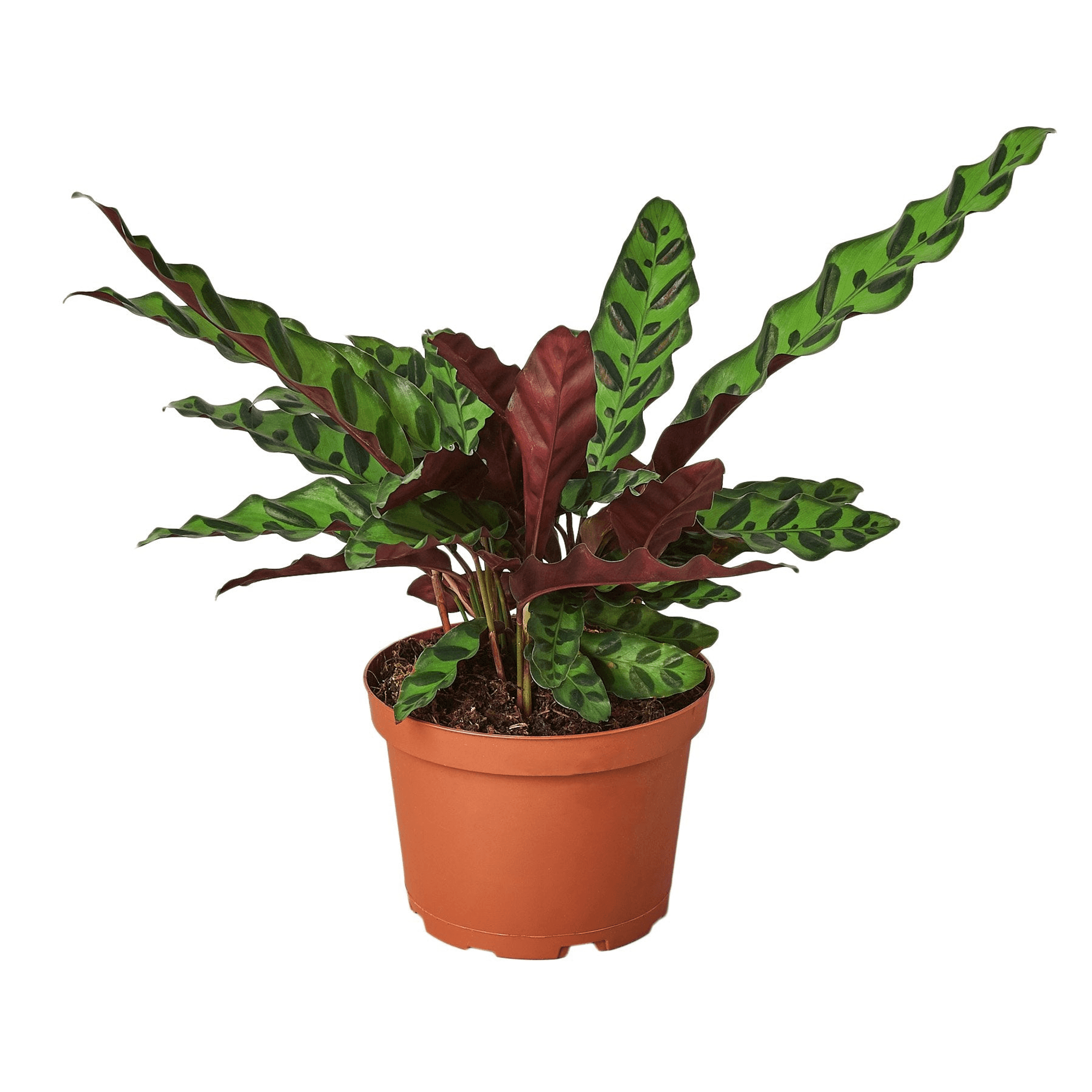 Calathea 'Rattlesnake' potted plant with layered spotted leaves in terracotta pot