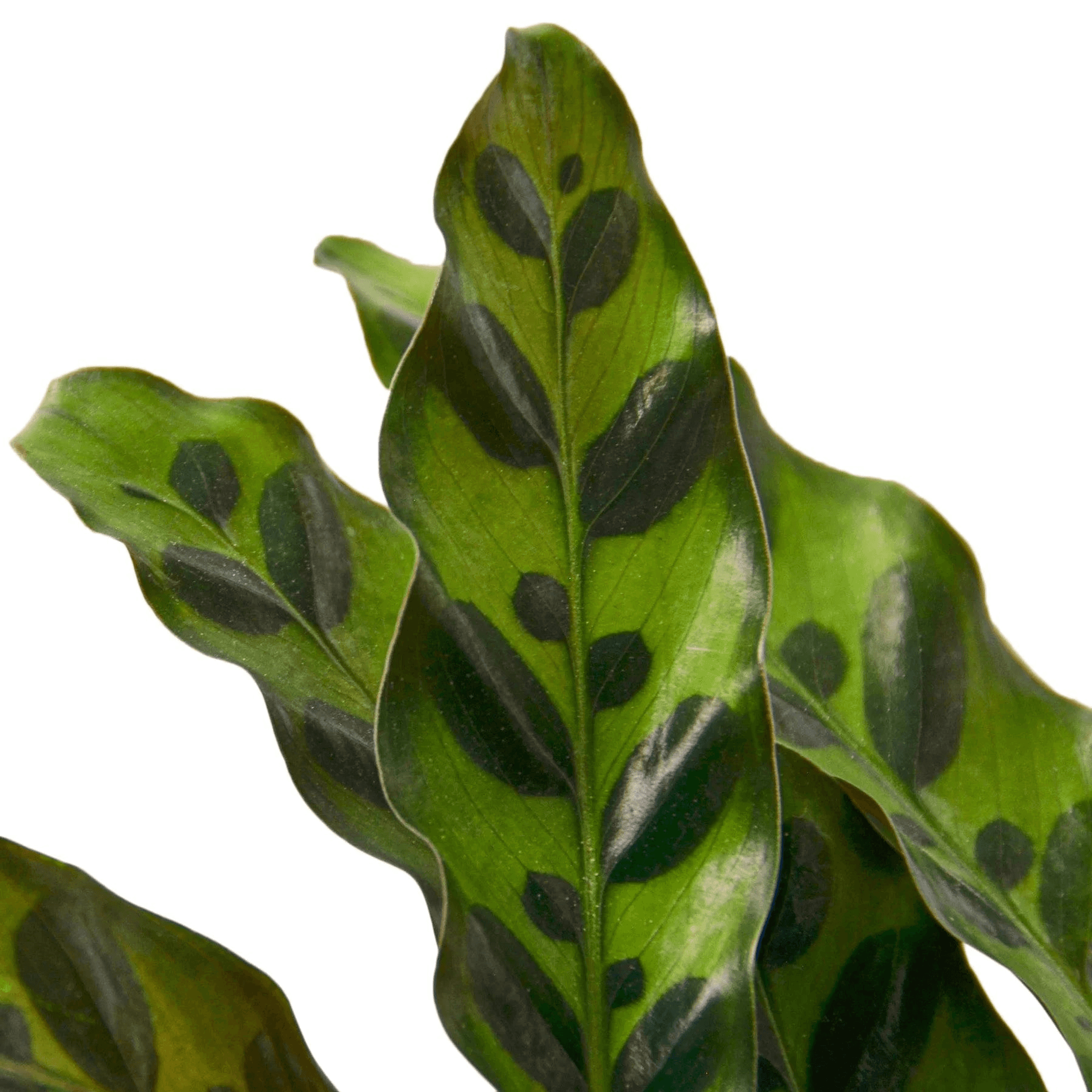 Calathea rattlesnake leaf close-up with bold dark markings on glossy green surface