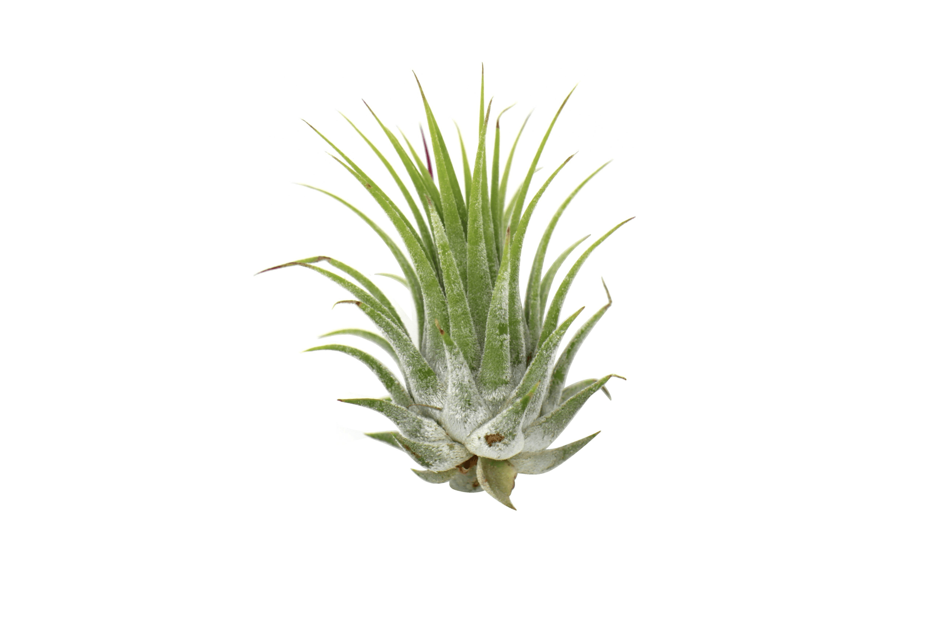 Tillandsia ionantha air plant, small spiky green plant with silvery base