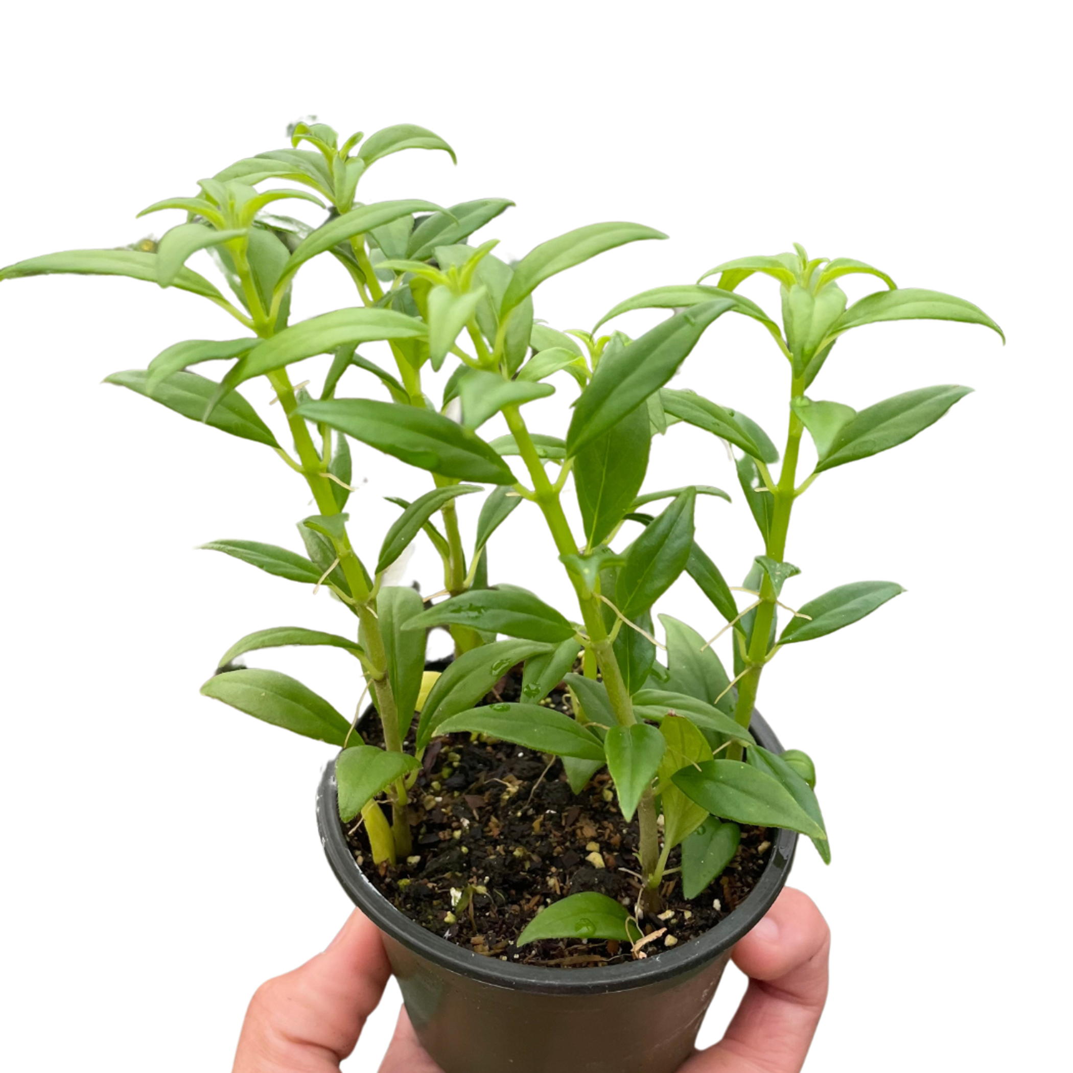 Columnea Hirta - 4" Pot - Garden