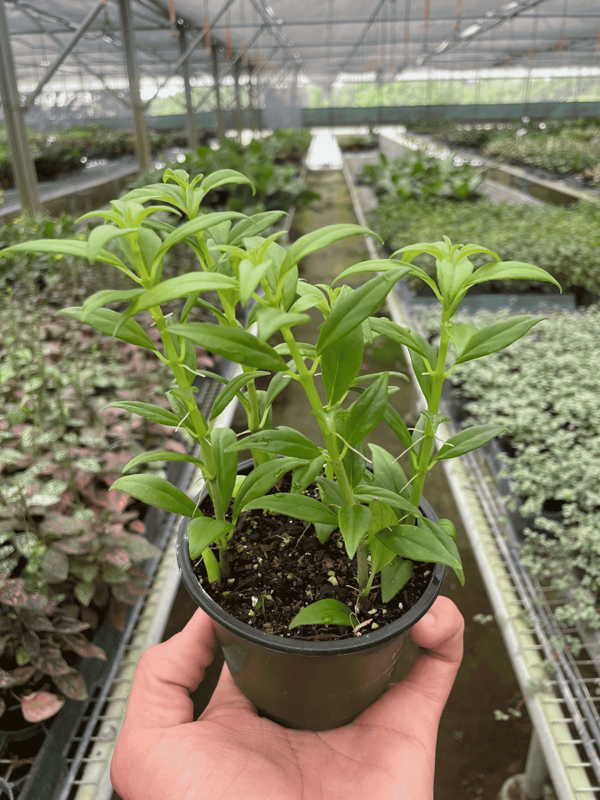 Columnea Hirta - 4" Pot - Garden