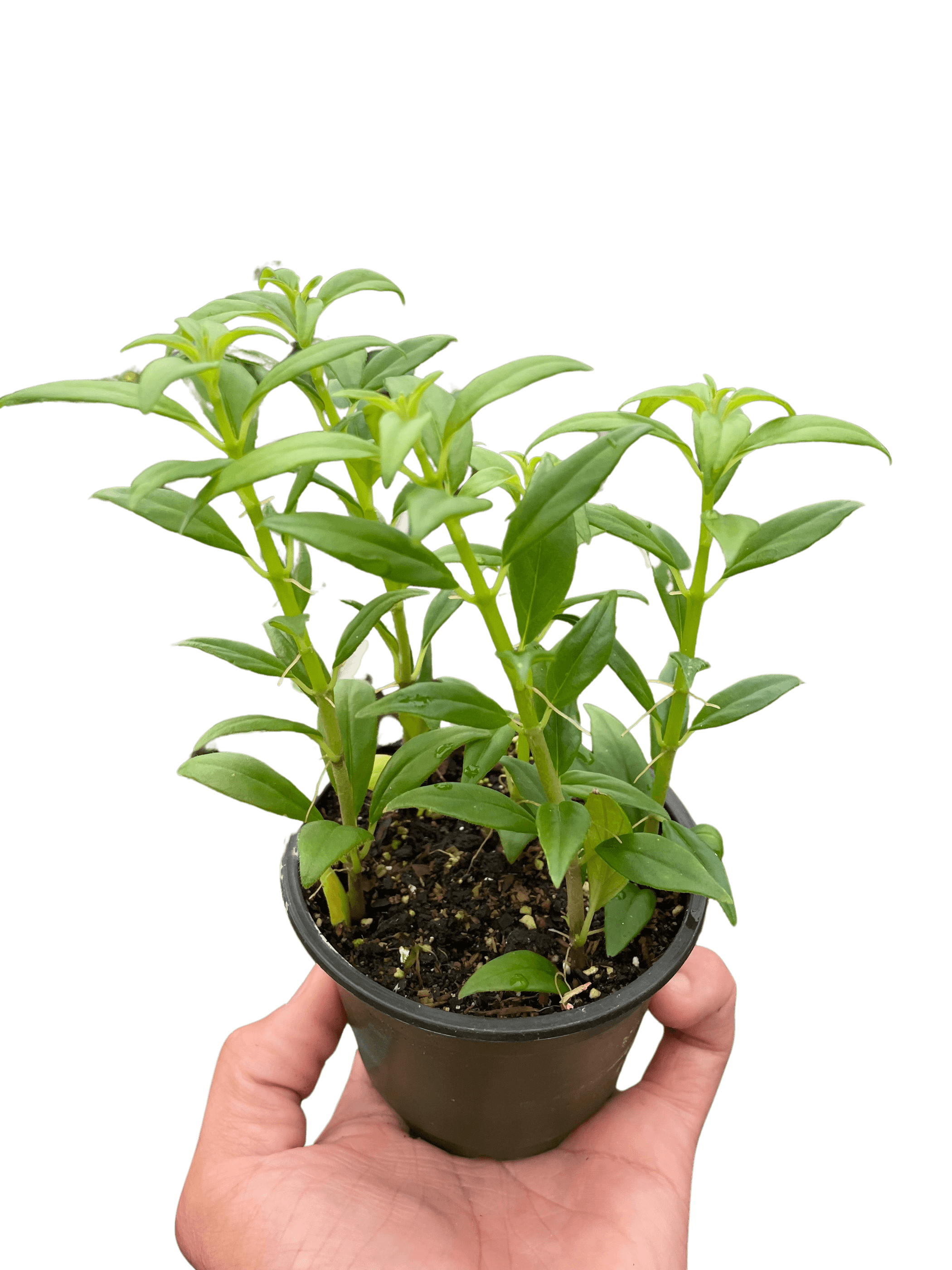 Columnea Hirta - 4" Pot - Garden