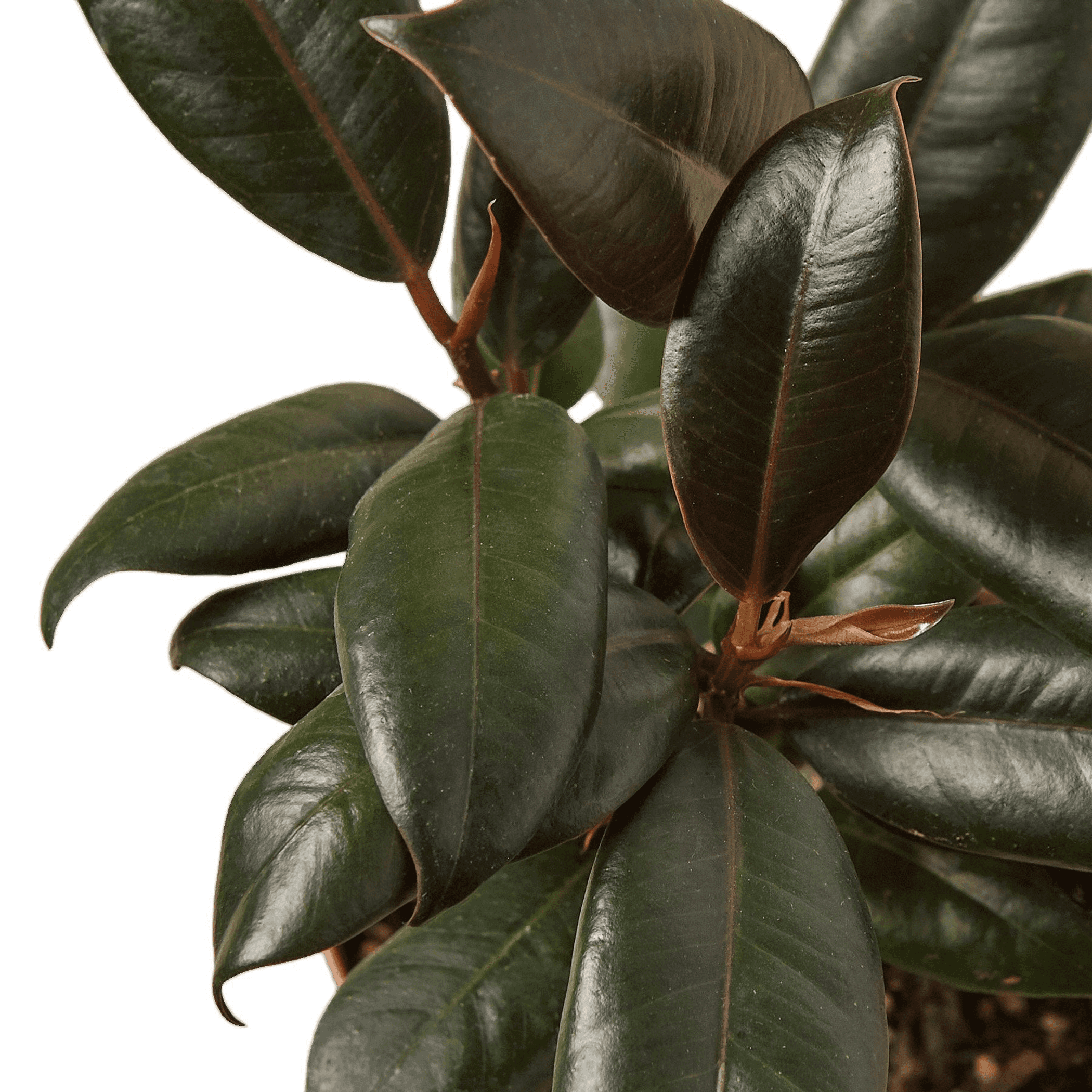Ficus Elastica 'Burgundy' - Garden