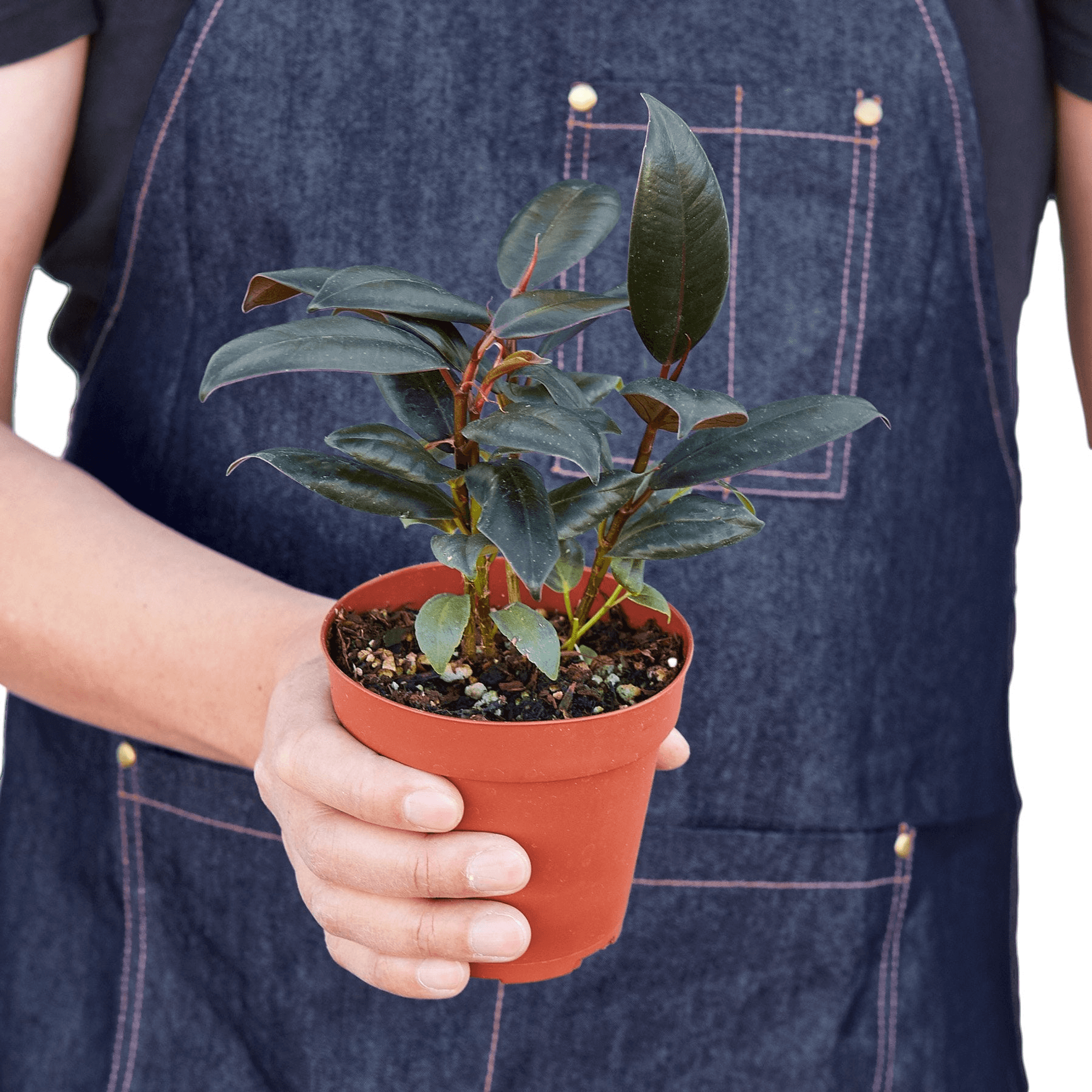 Ficus Elastica 'Burgundy' - Garden
