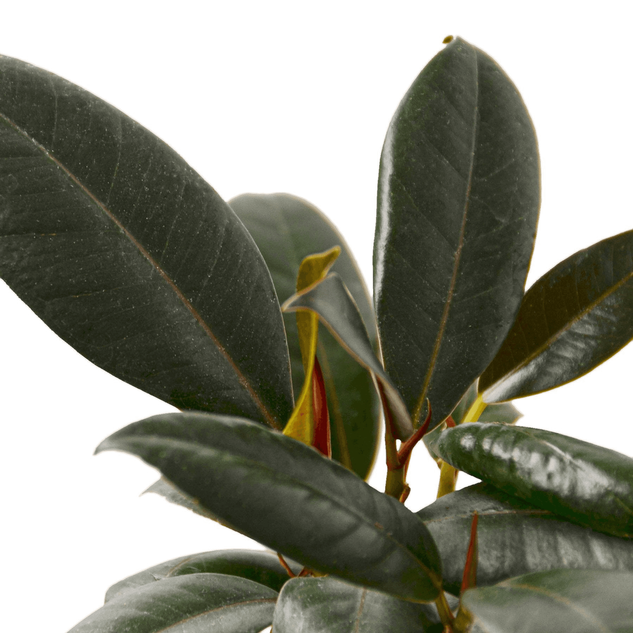Ficus Elastica 'Burgundy' - Garden
