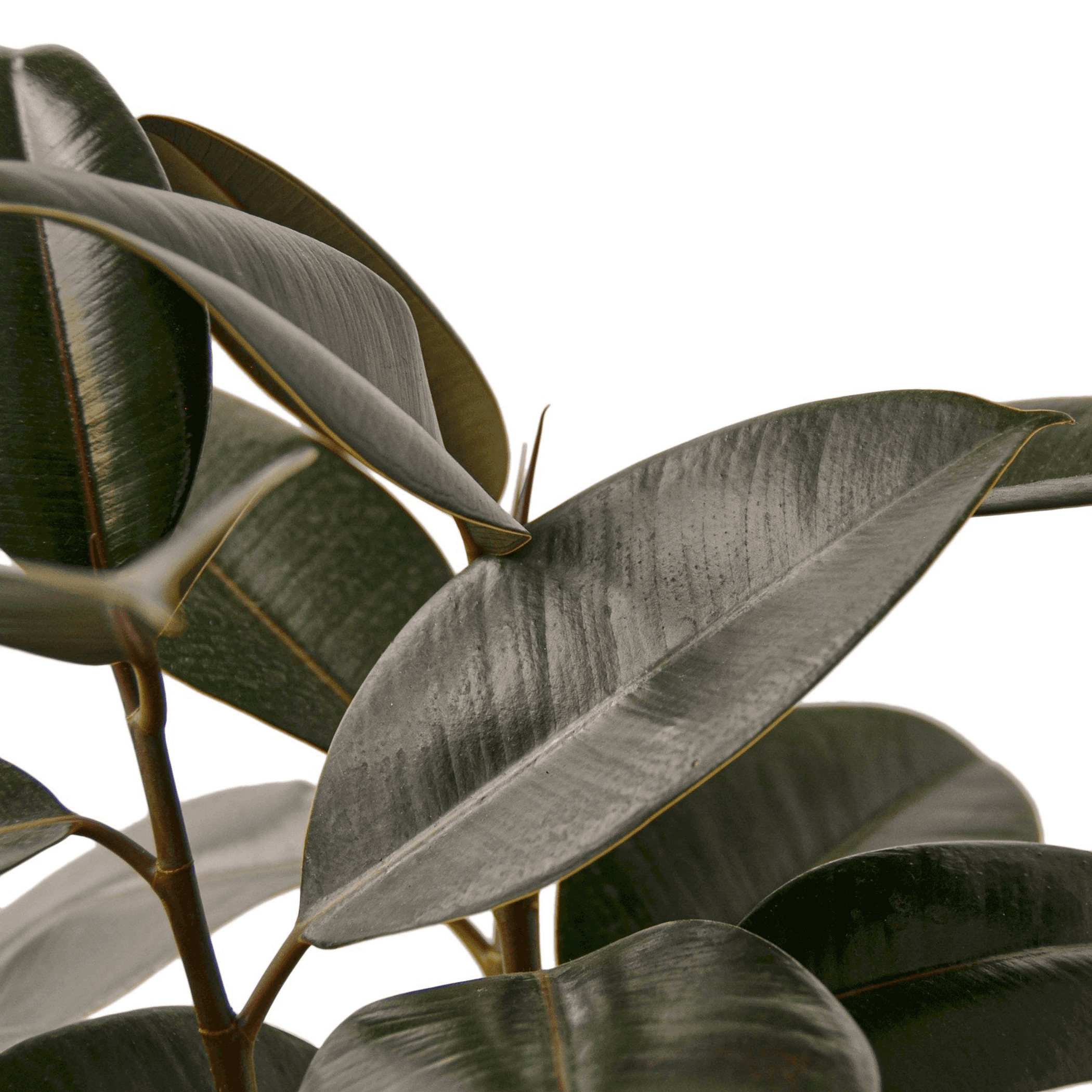 Ficus Elastica 'Burgundy' - Garden