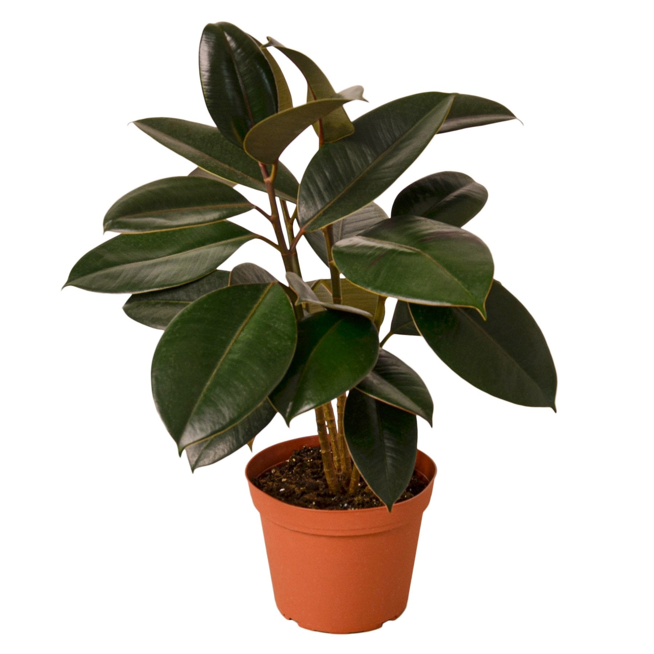 Ficus Elastica 'Burgundy' - Garden