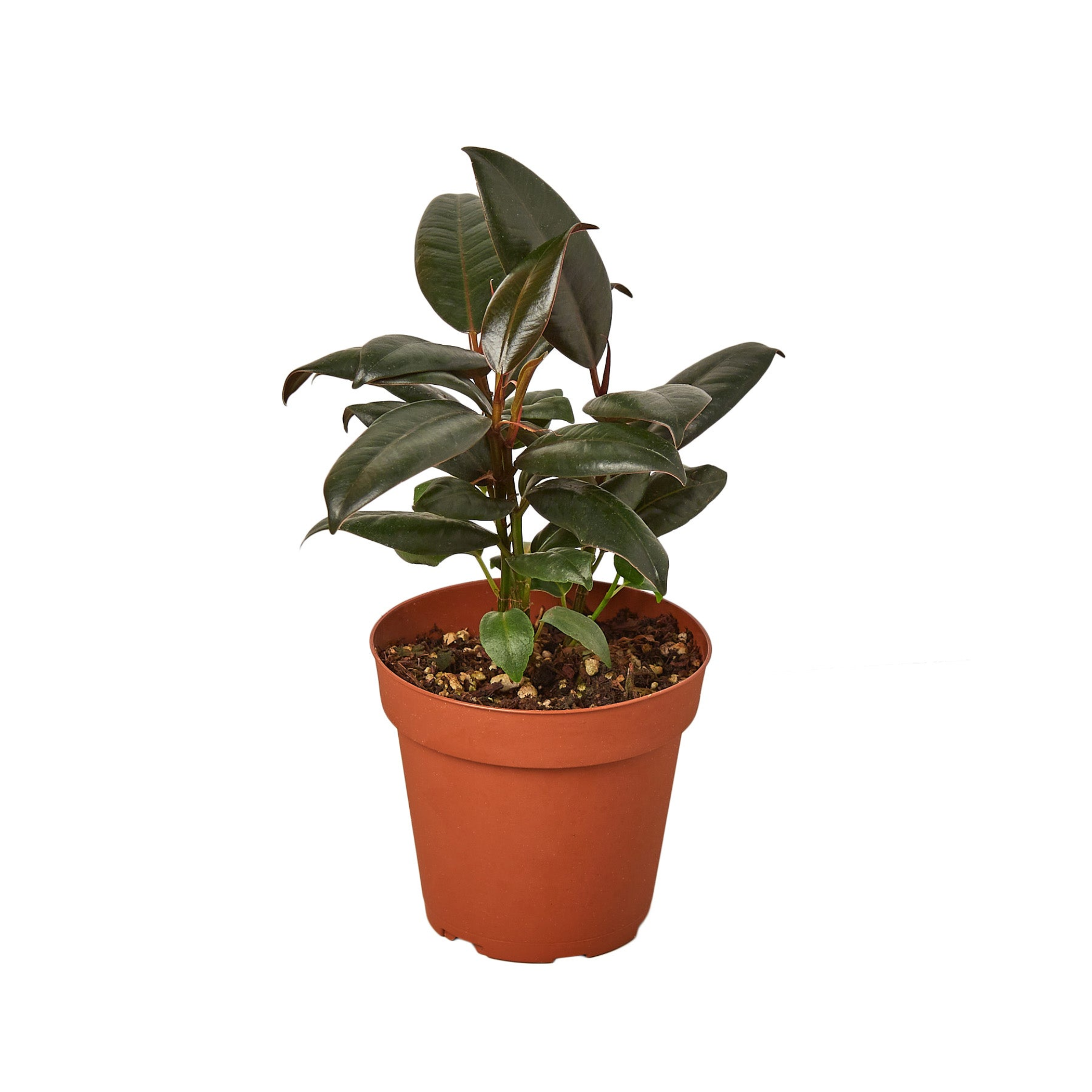 Ficus Elastica 'Burgundy' - Garden
