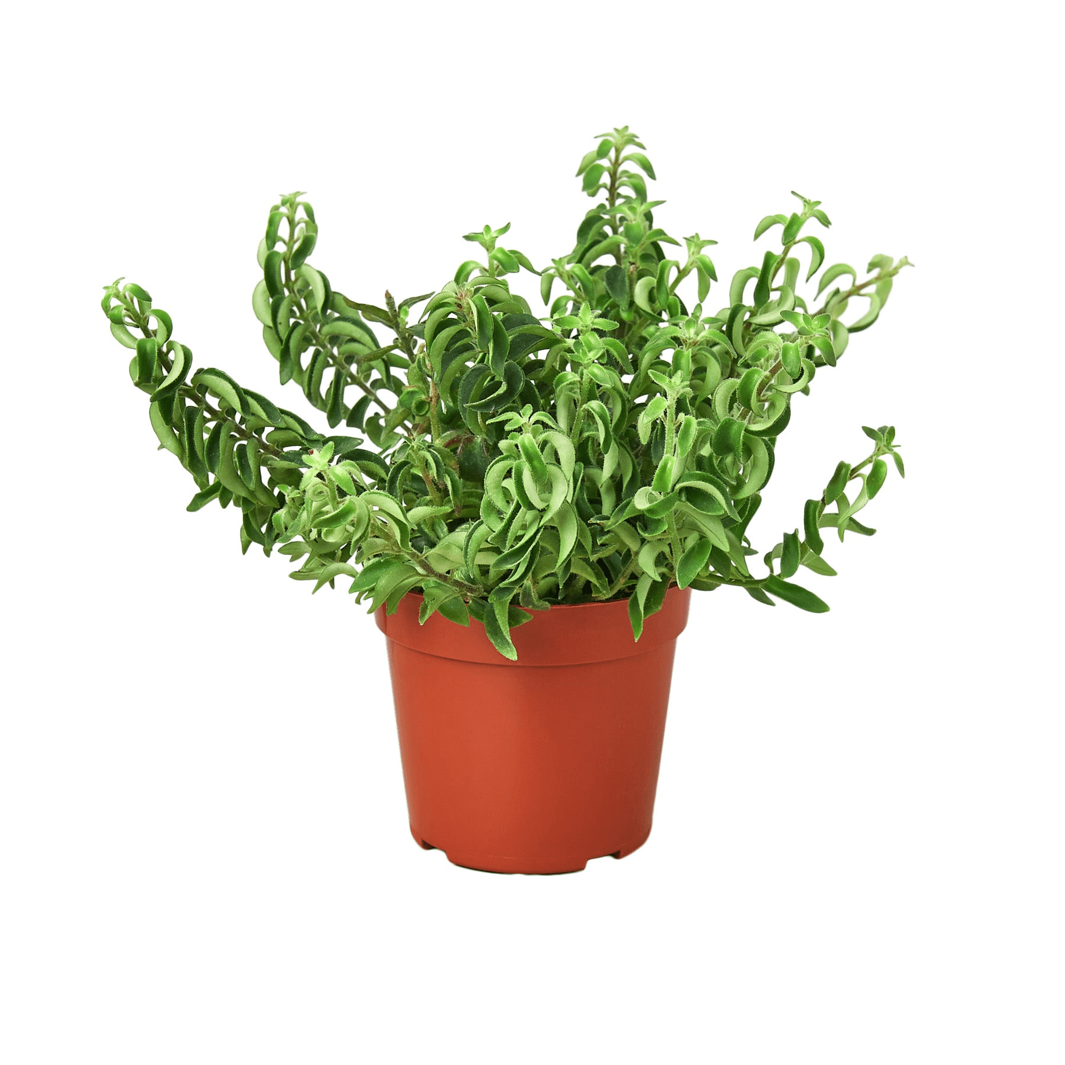 Curly Lipstick Plant - Garden