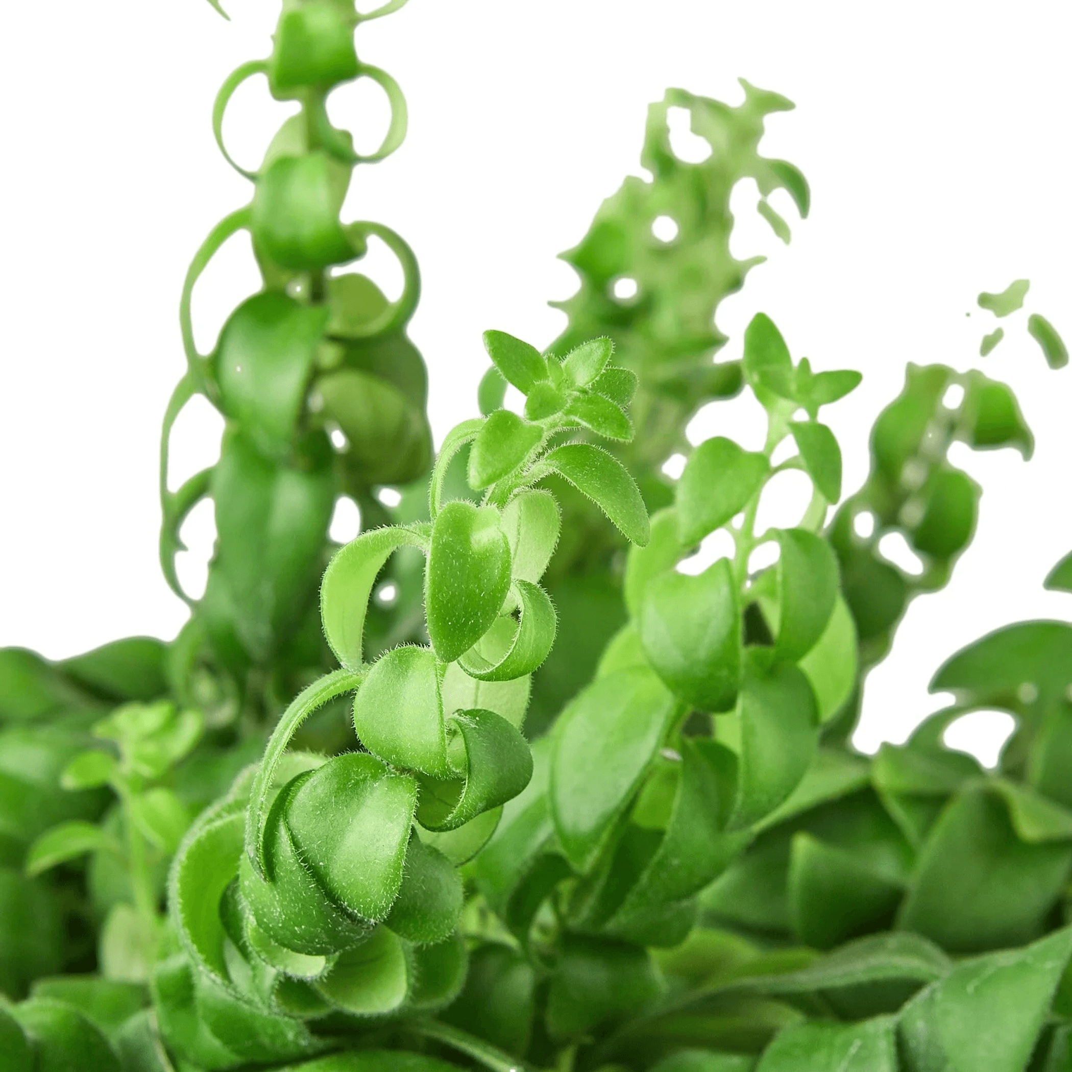 Curly Lipstick Plant - Garden