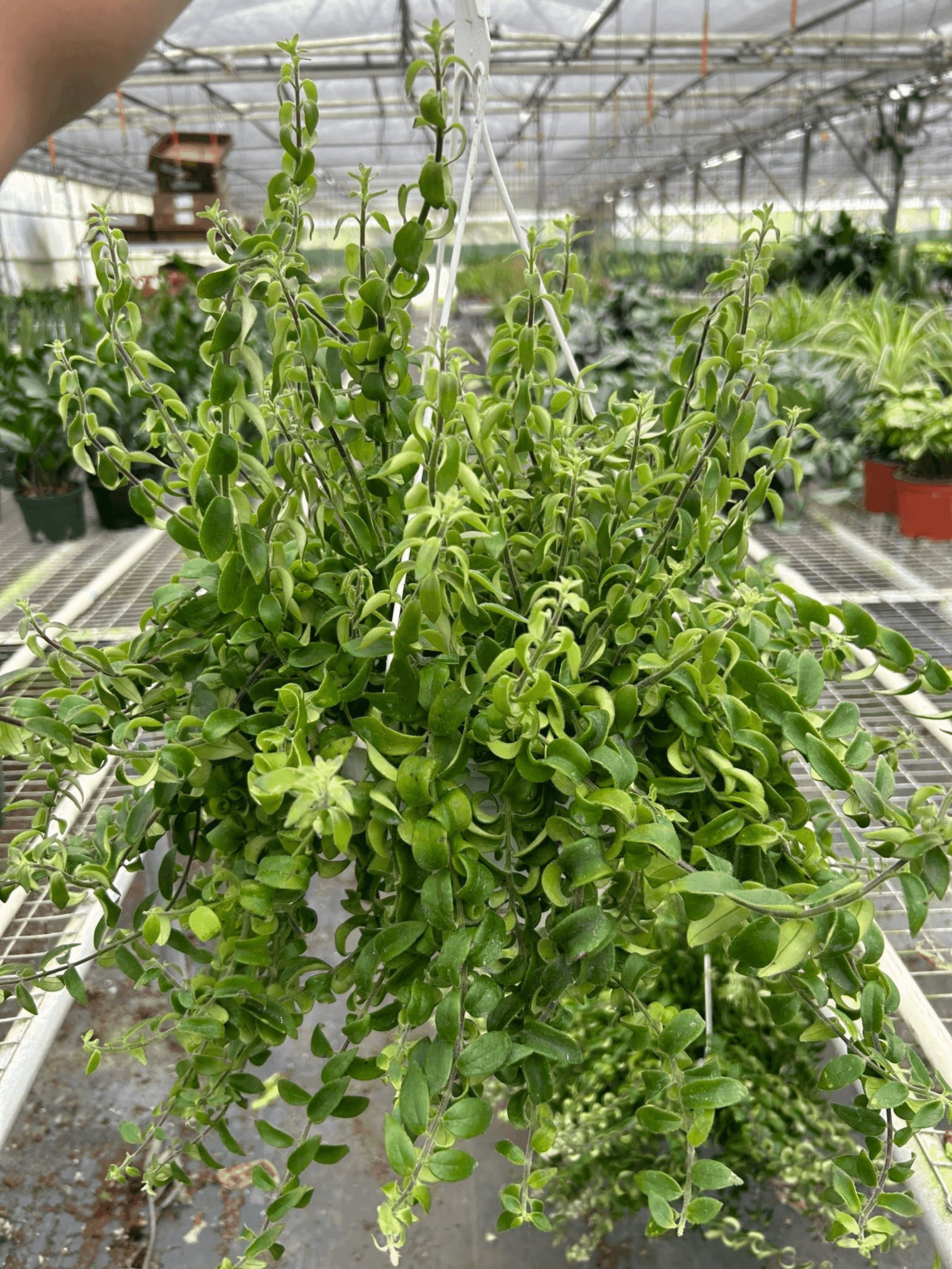 Curly Lipstick Plant - Garden