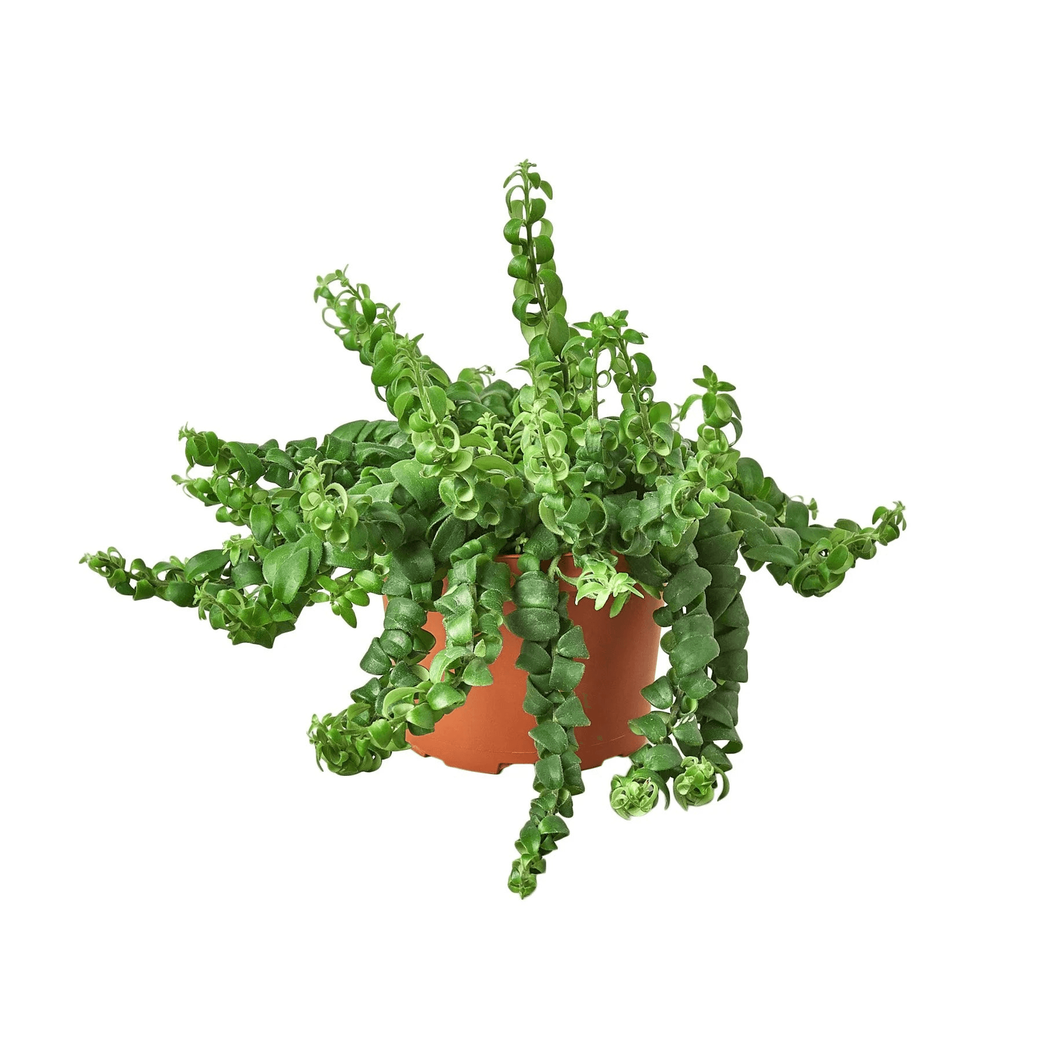 Curly Lipstick Plant - Garden