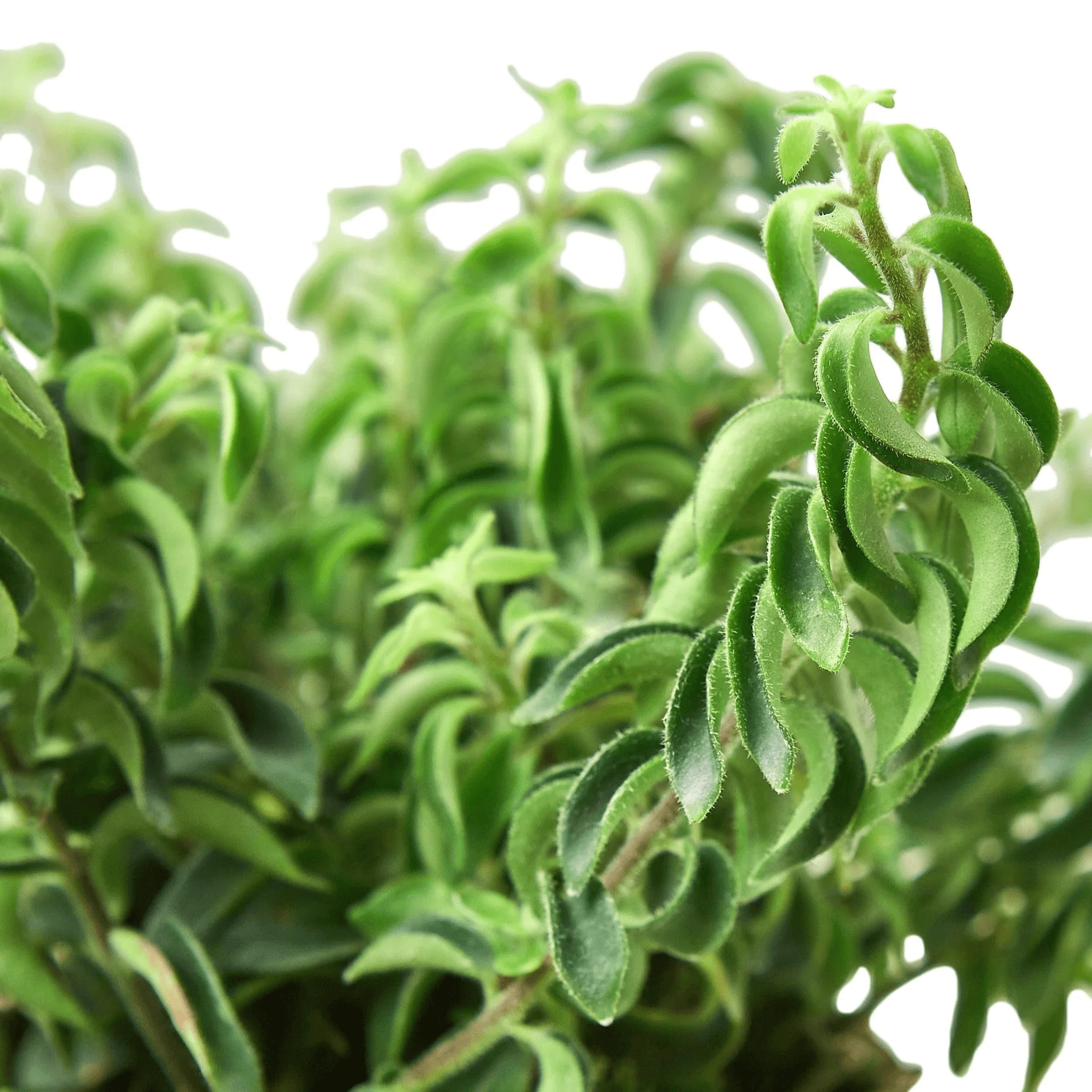 Curly Lipstick Plant - Garden