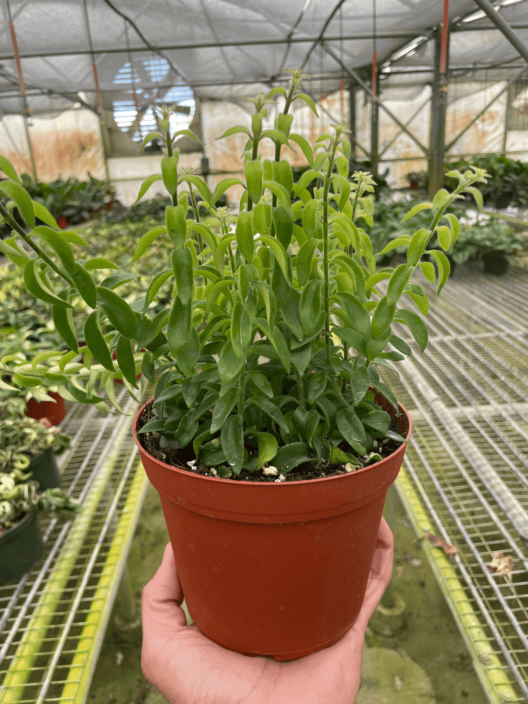 Curly Lipstick Plant - Garden