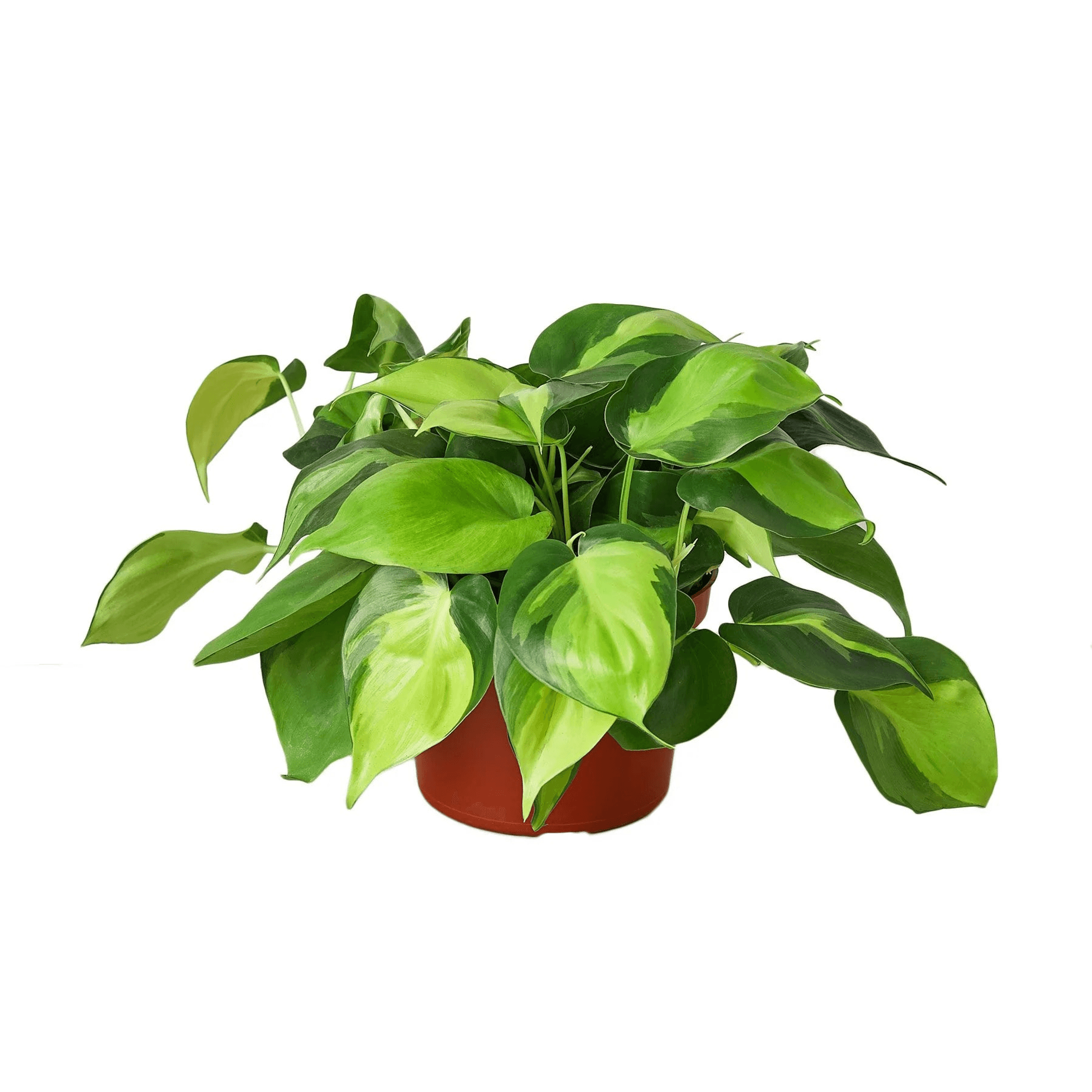 Philodendron 'Brasil' in terracotta pot, broad green leaves with lighter centers