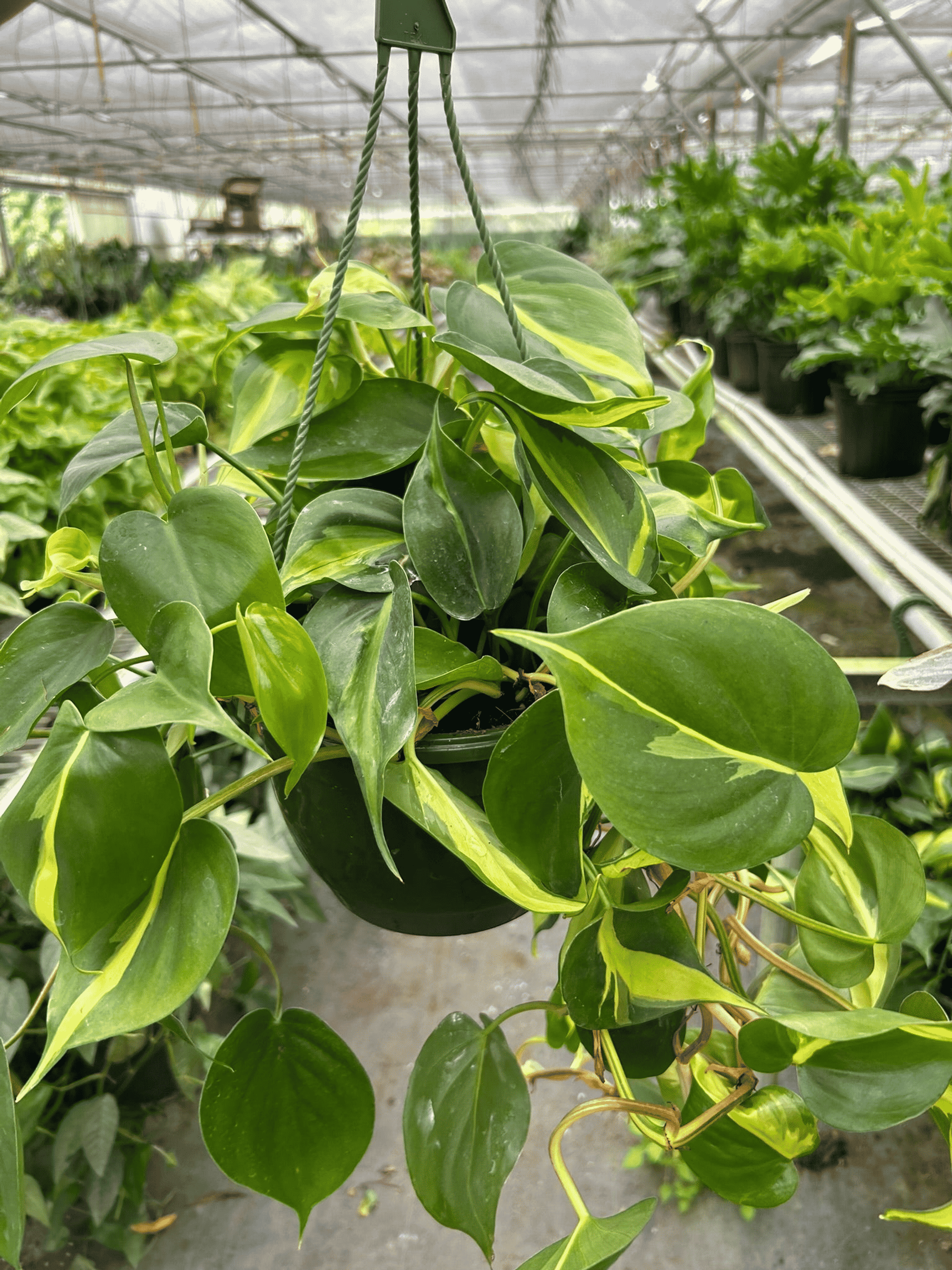 Philodendron 'Brasil' in hanging black pot, trailing variegated green leaves