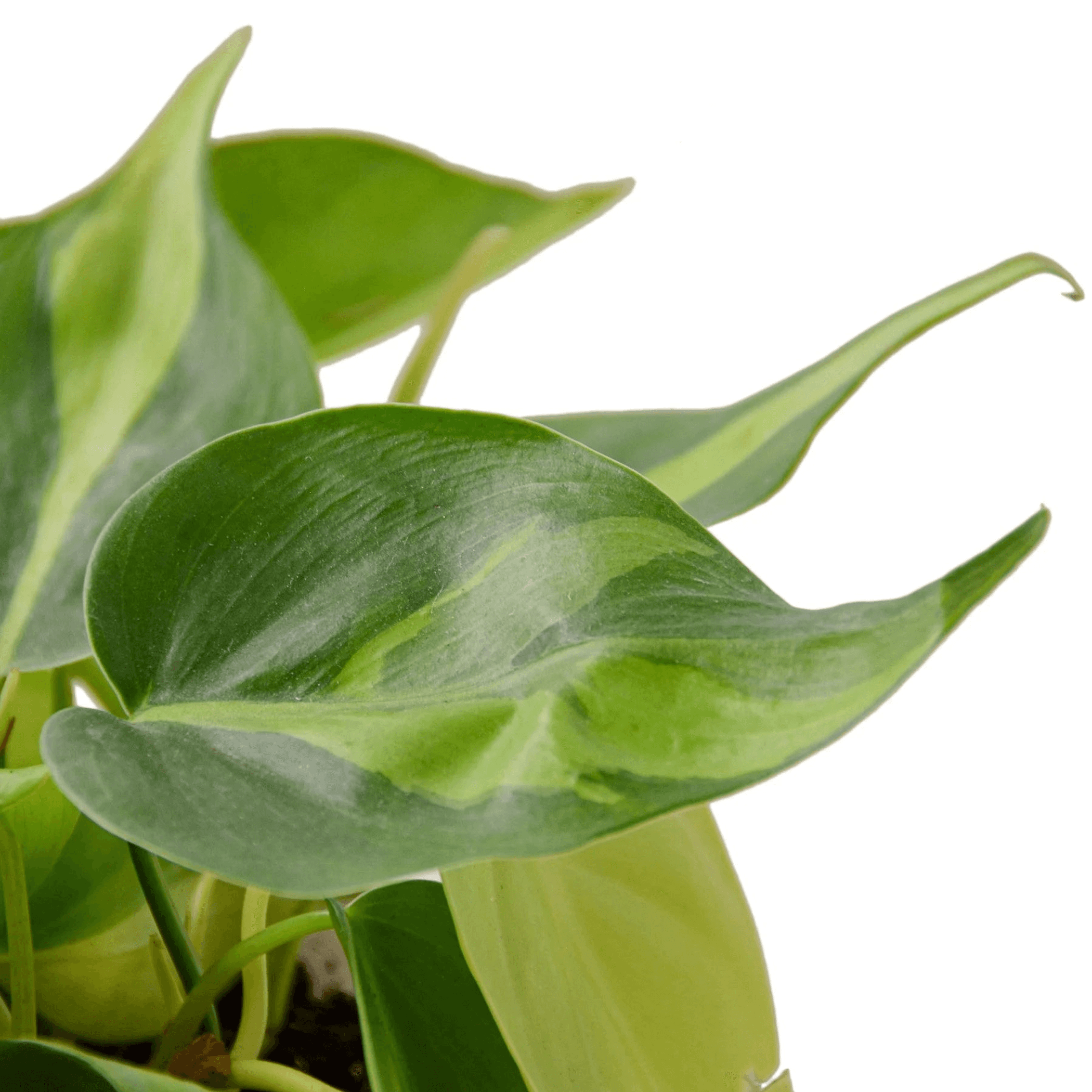Philodendron 'Brasil' close-up: glossy green leaves with pale lime variegation