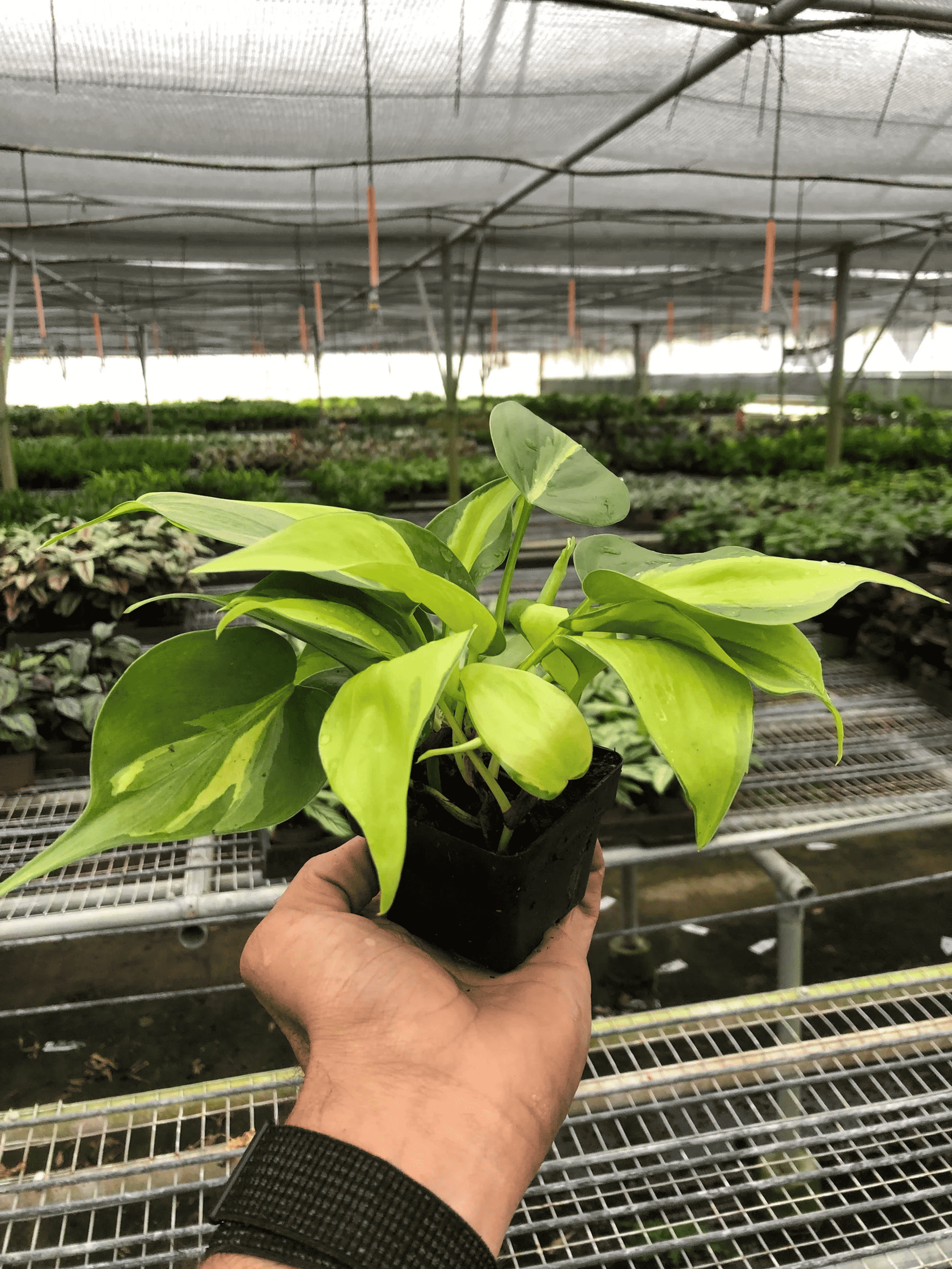 Philodendron 'Brasil' held in hand in black nursery pot, bright green variegated leaves