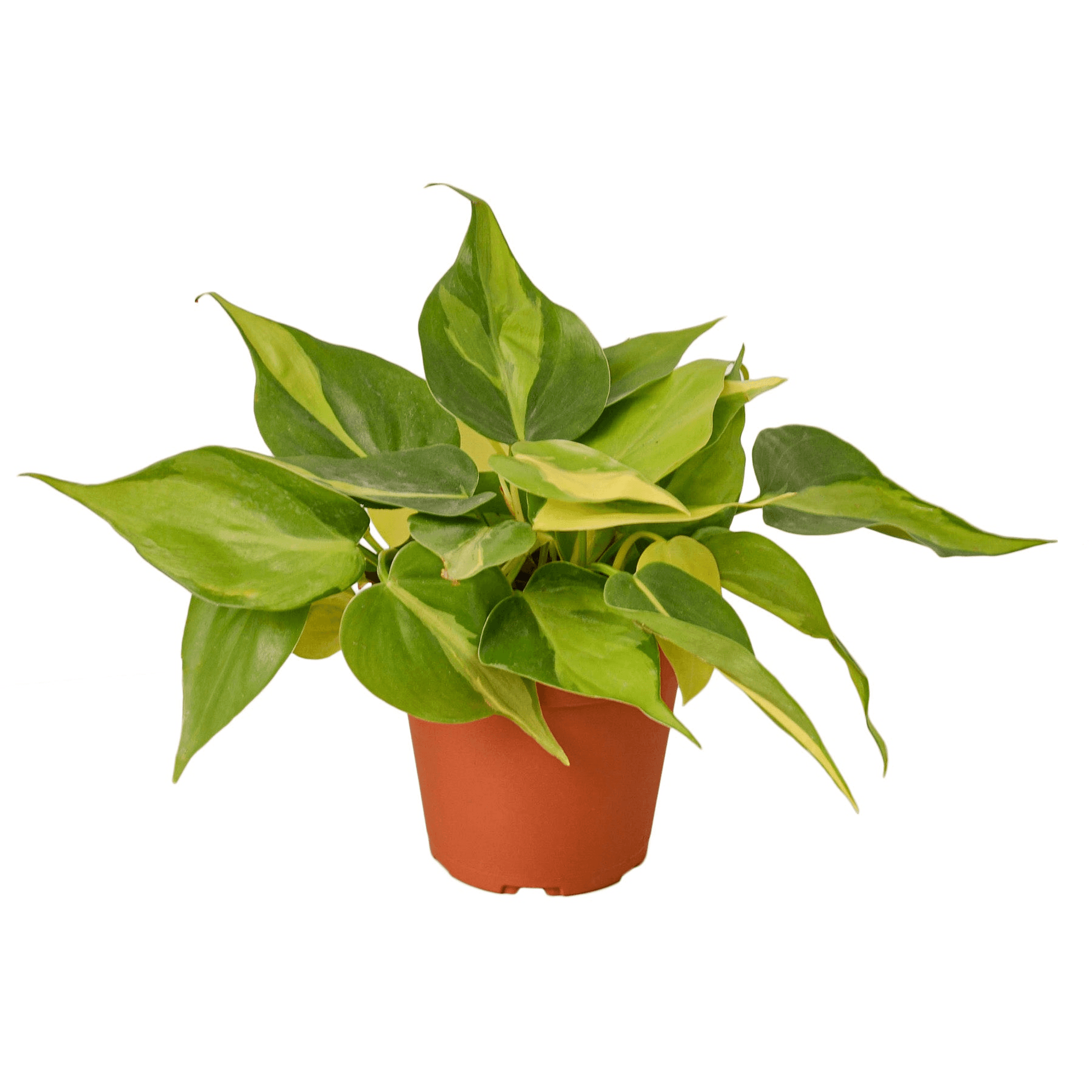 Philodendron 'Brasil' plant in terracotta pot with lime-green and dark-green variegated leaves
