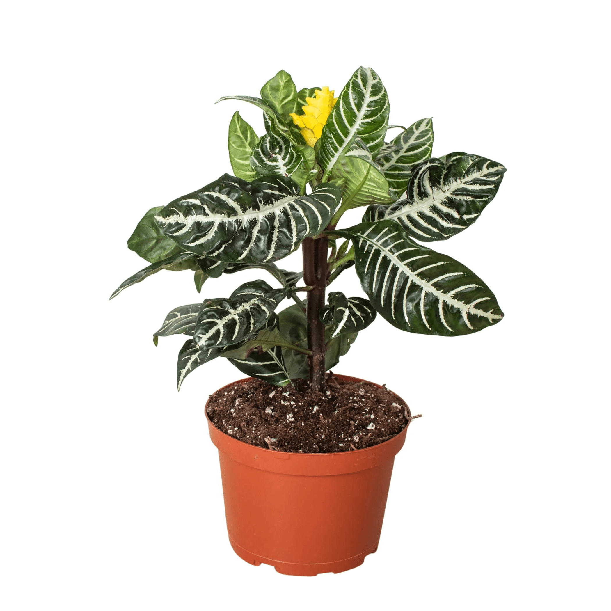 Potted zebra plant with dark green leaves, white stripes, and a yellow flower