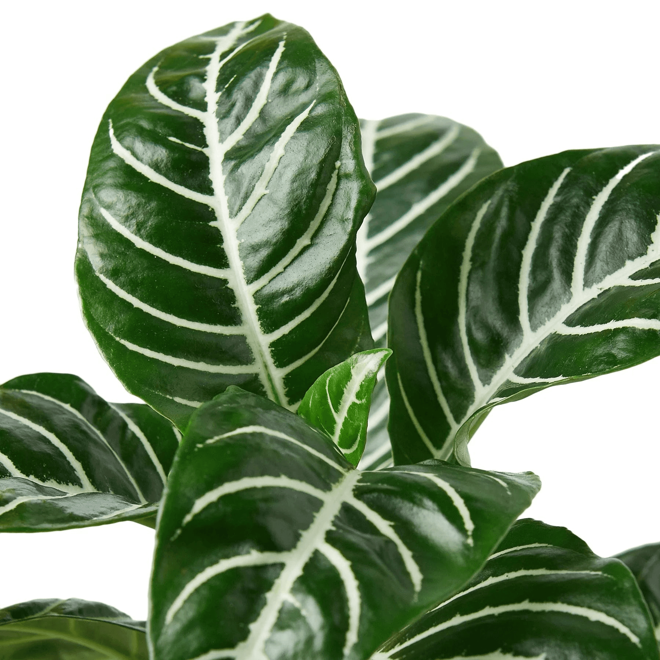 Zebra plant close-up with dark green leaves and white vein patterns