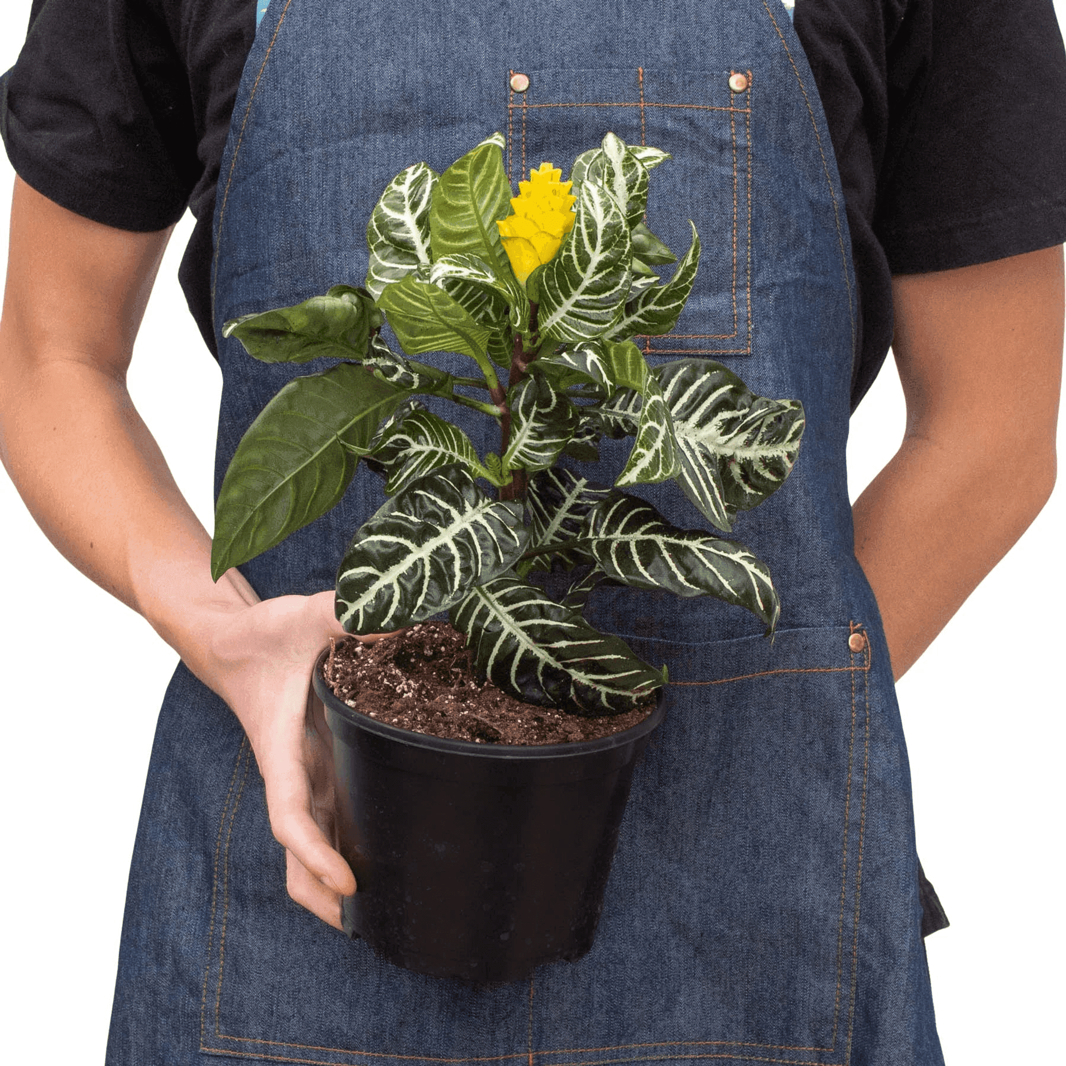 Zebra plant in a black pot with dark green white-veined leaves
