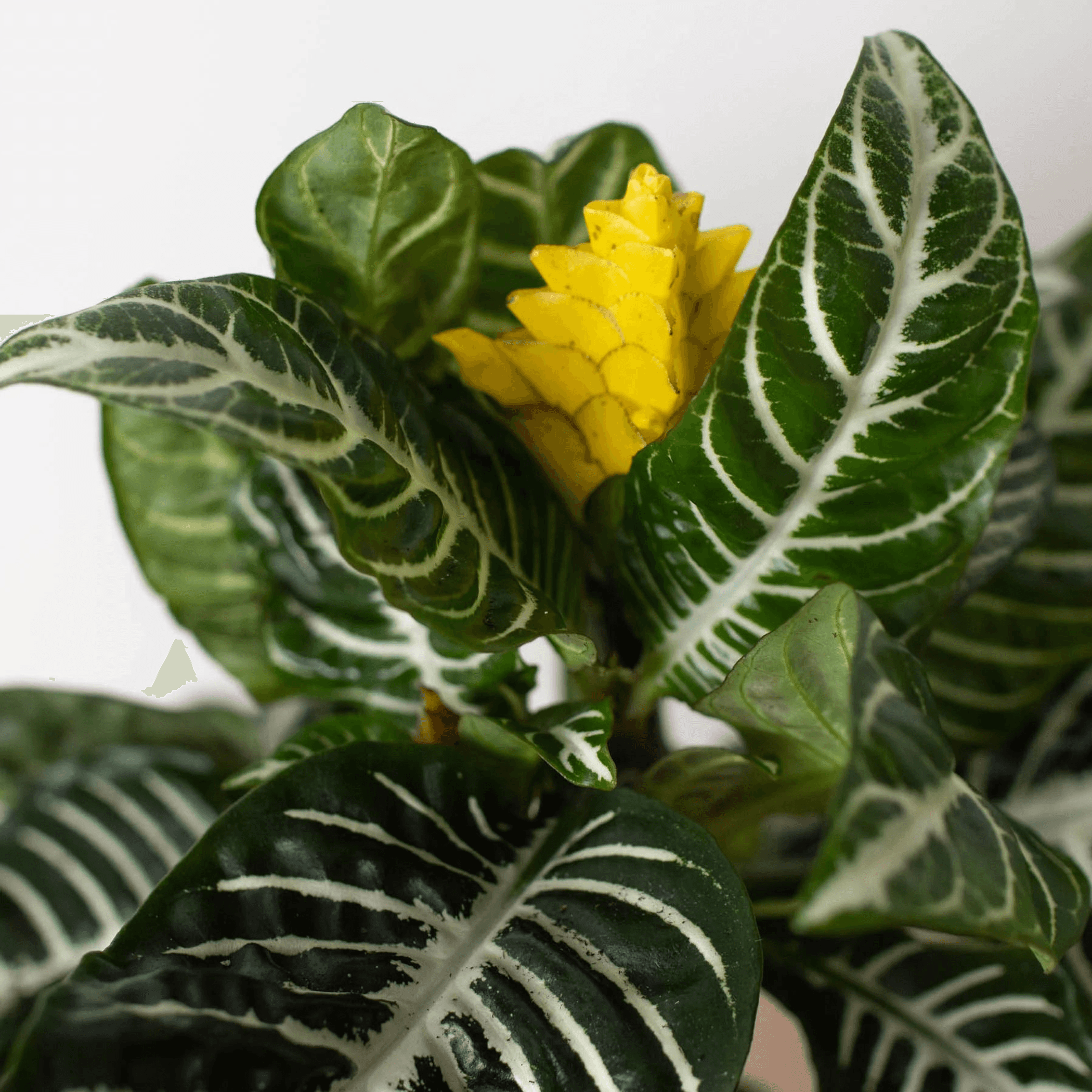 Zebra plant with dark green veined leaves and a small yellow bloom