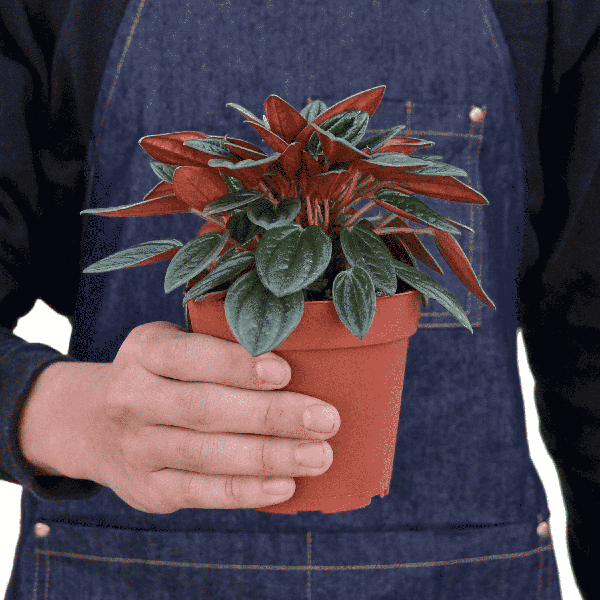 Peperomia plant in terracotta pot held in hand, red and green striped leaves
