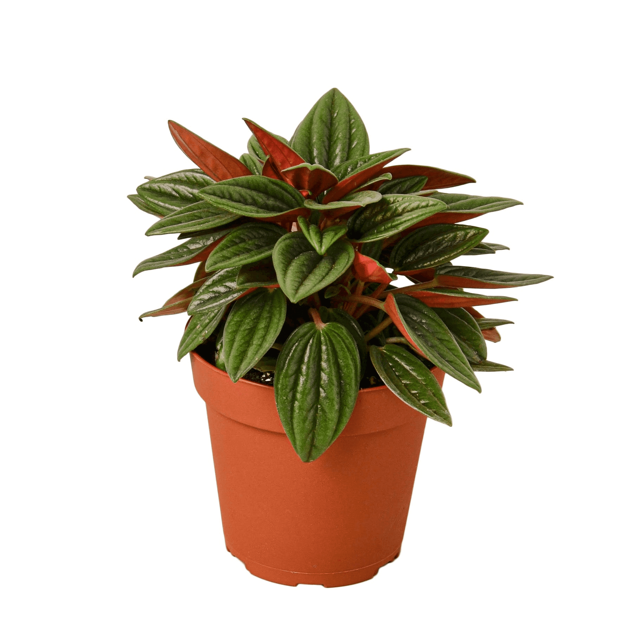Peperomia Rosso plant in terracotta pot, glossy green leaves with red stems