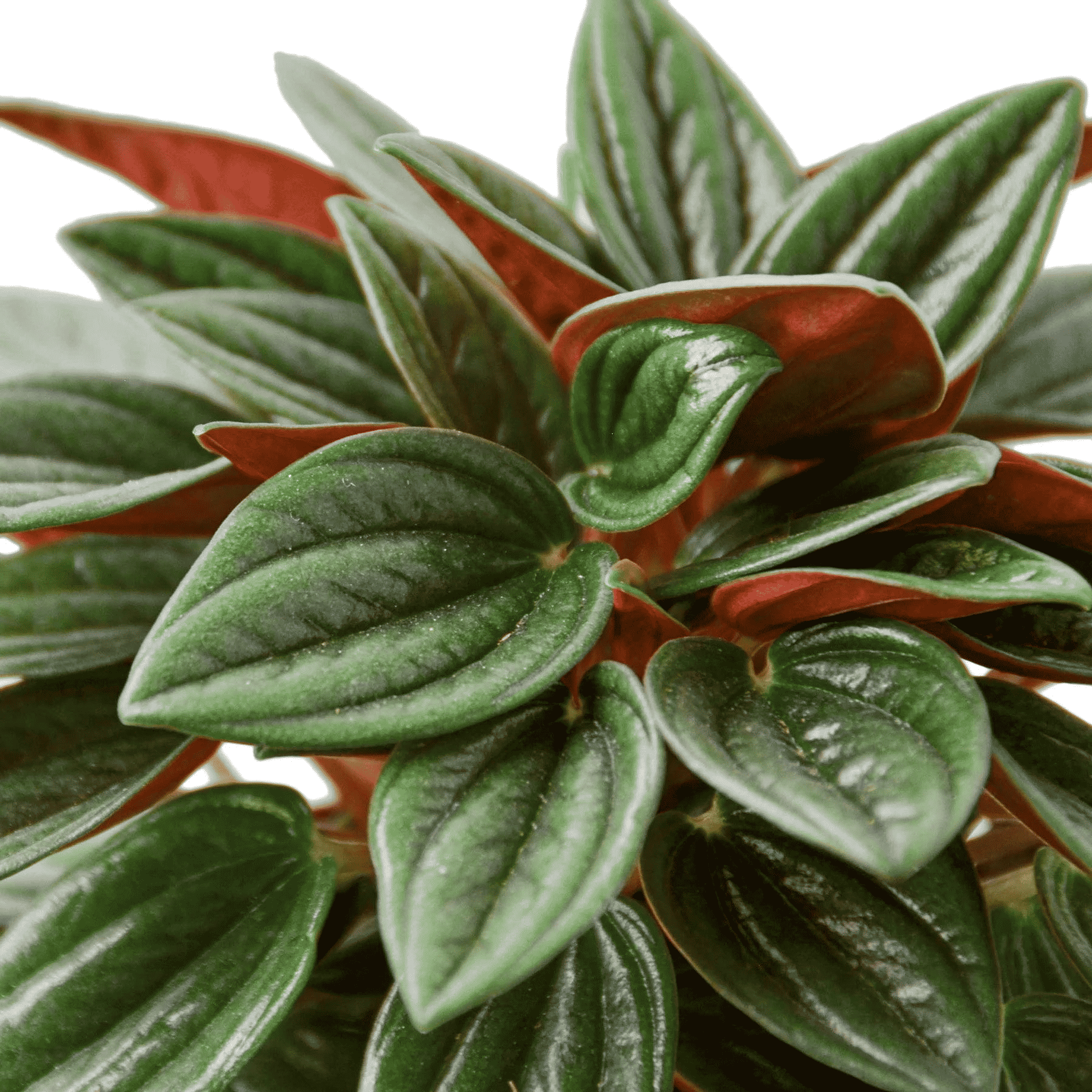 Close-up of Peperomia leaves with green ridged texture and red leaf edges