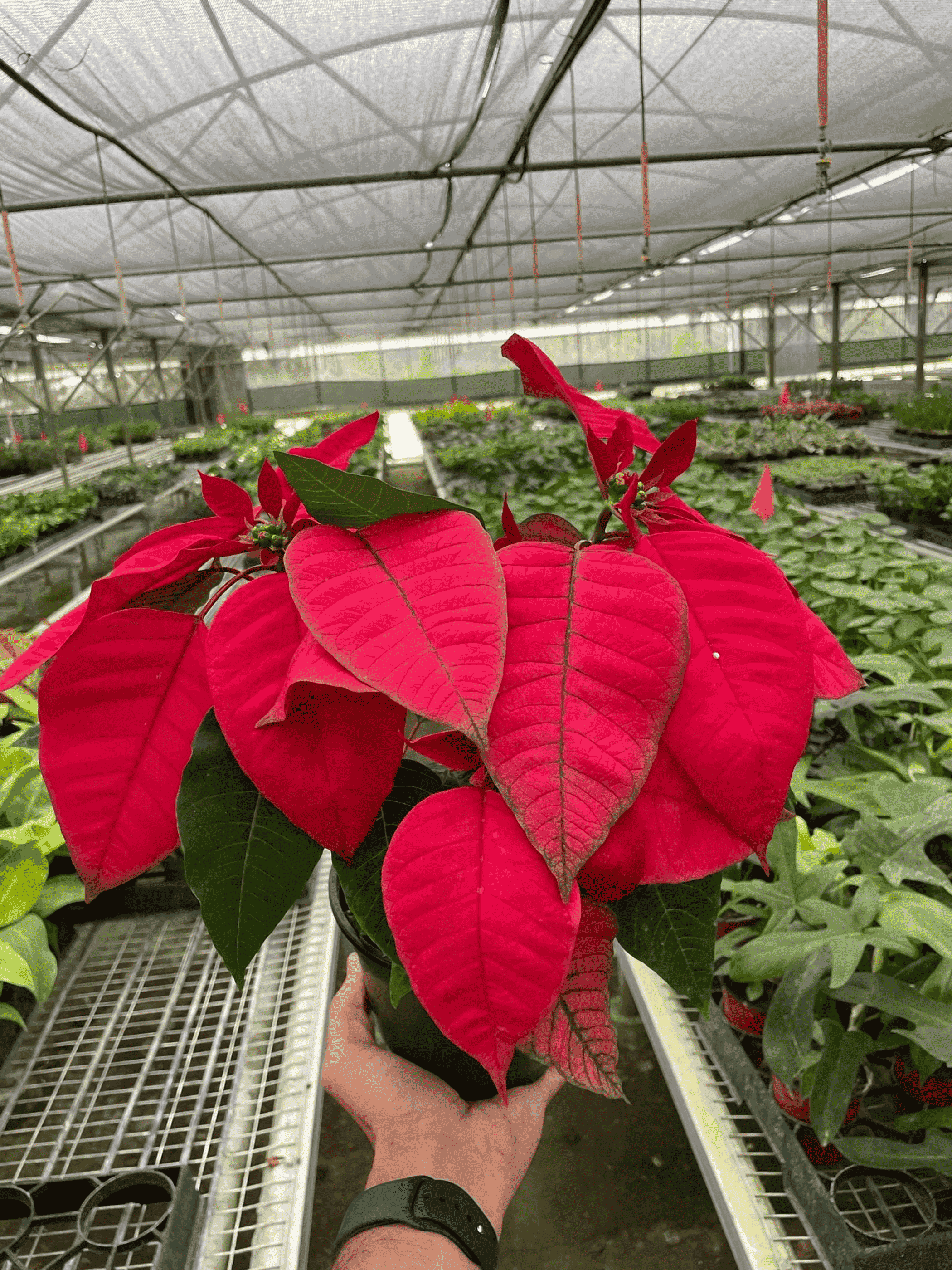 Red poinsettia with bold red bracts and green leaves, potted plant held outdoors in greenhouse