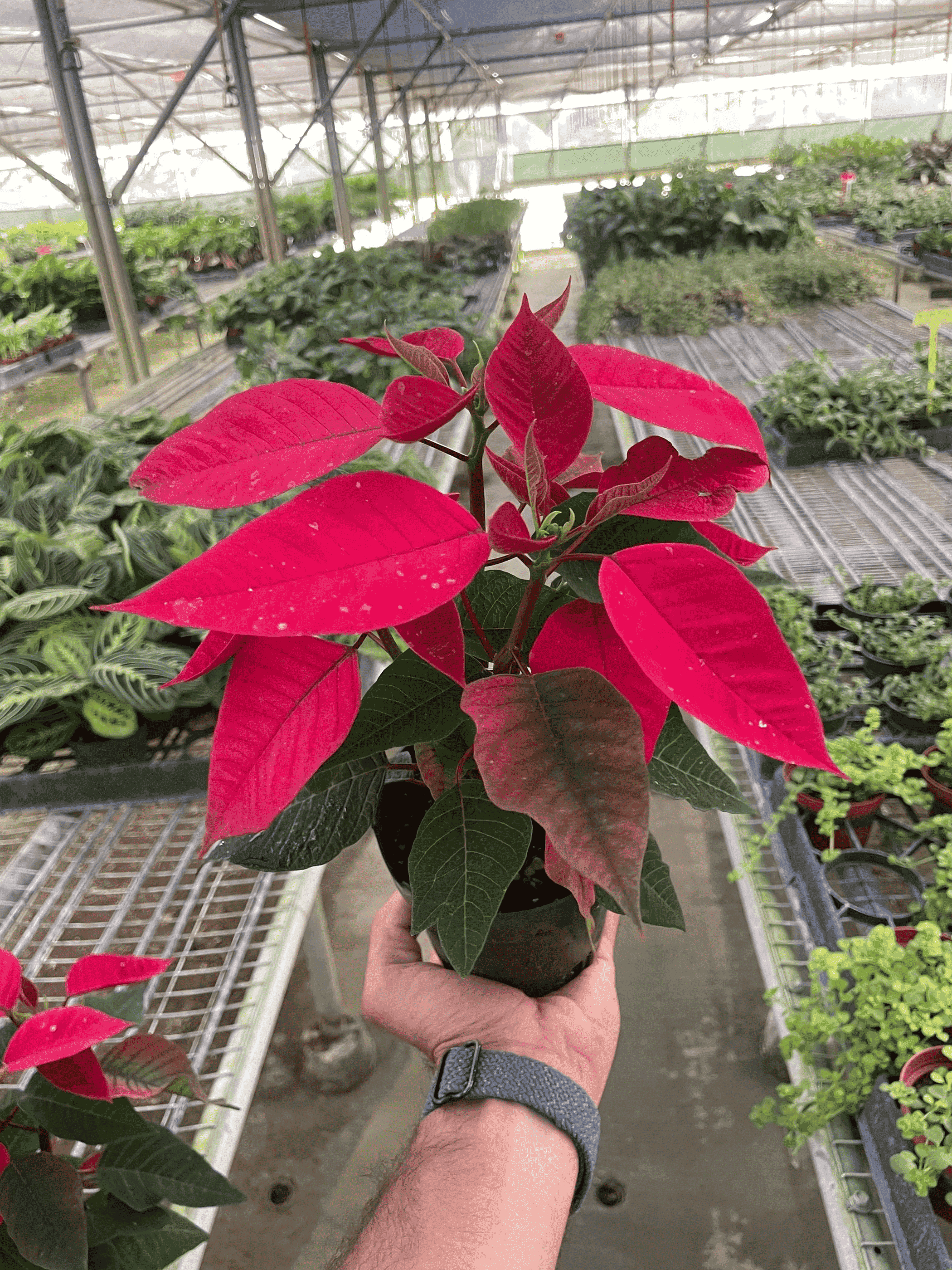 Red poinsettia plant with red leaves and green foliage, held in a small pot