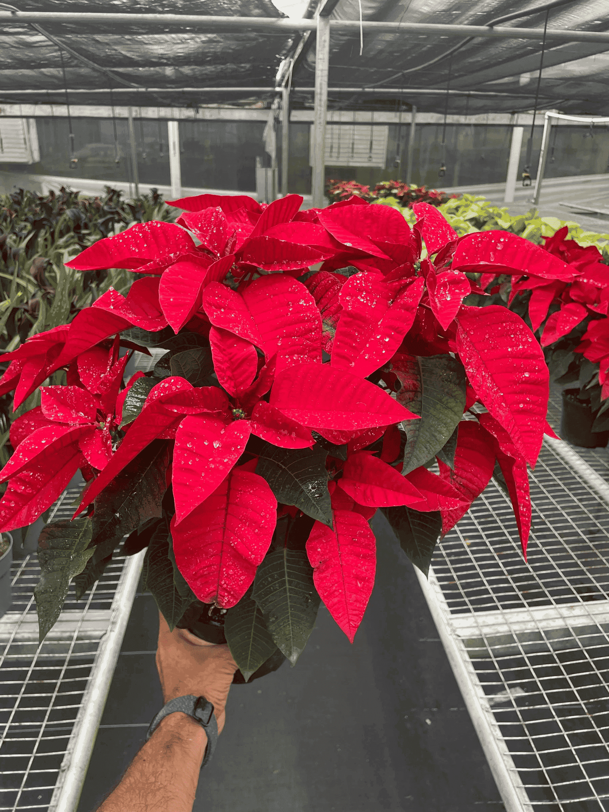 Red poinsettia in black pot with red leaves and green stems, held by person in greenhouse