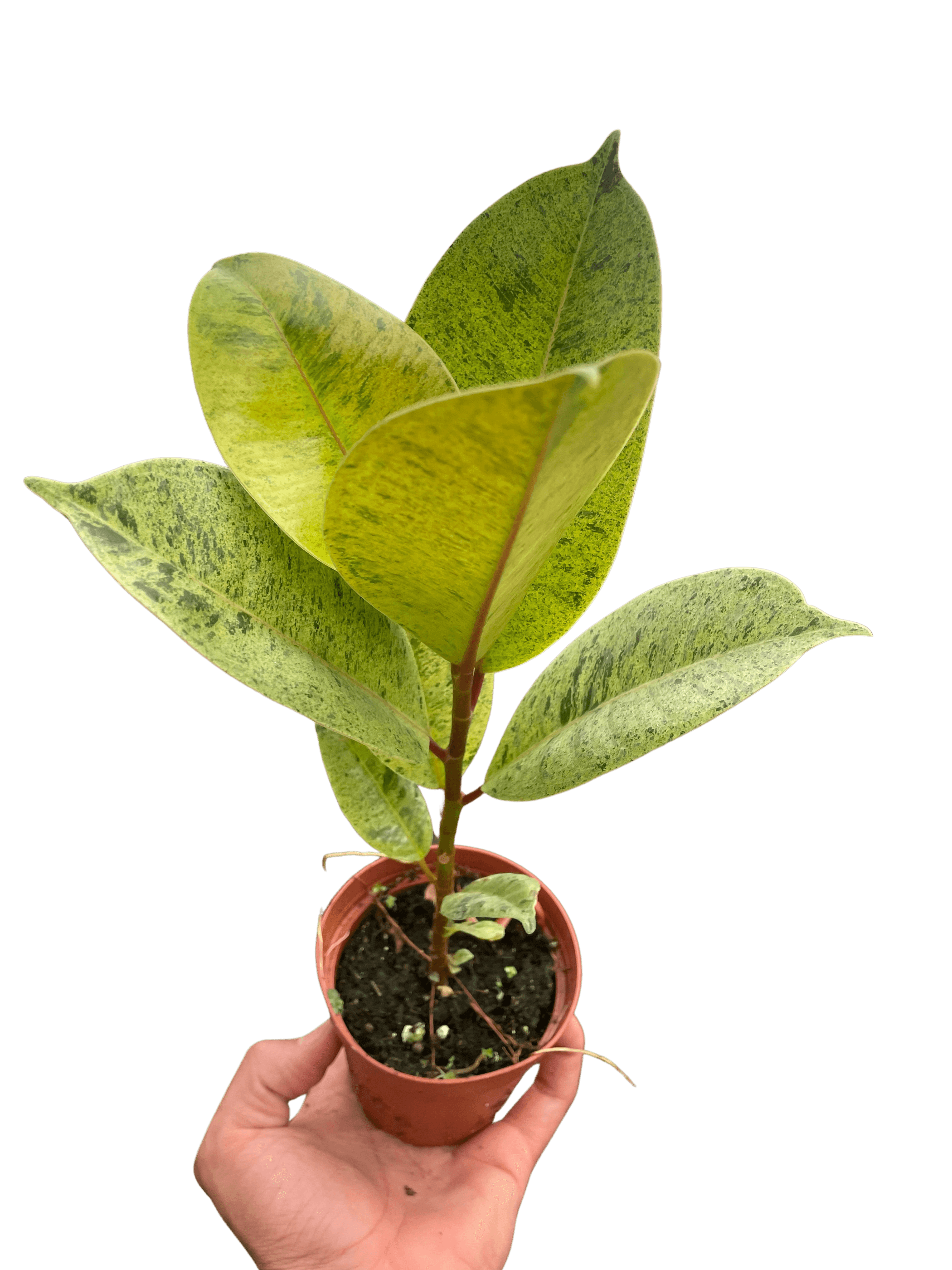 Ficus 'shivereana' (Moonshine) - Garden