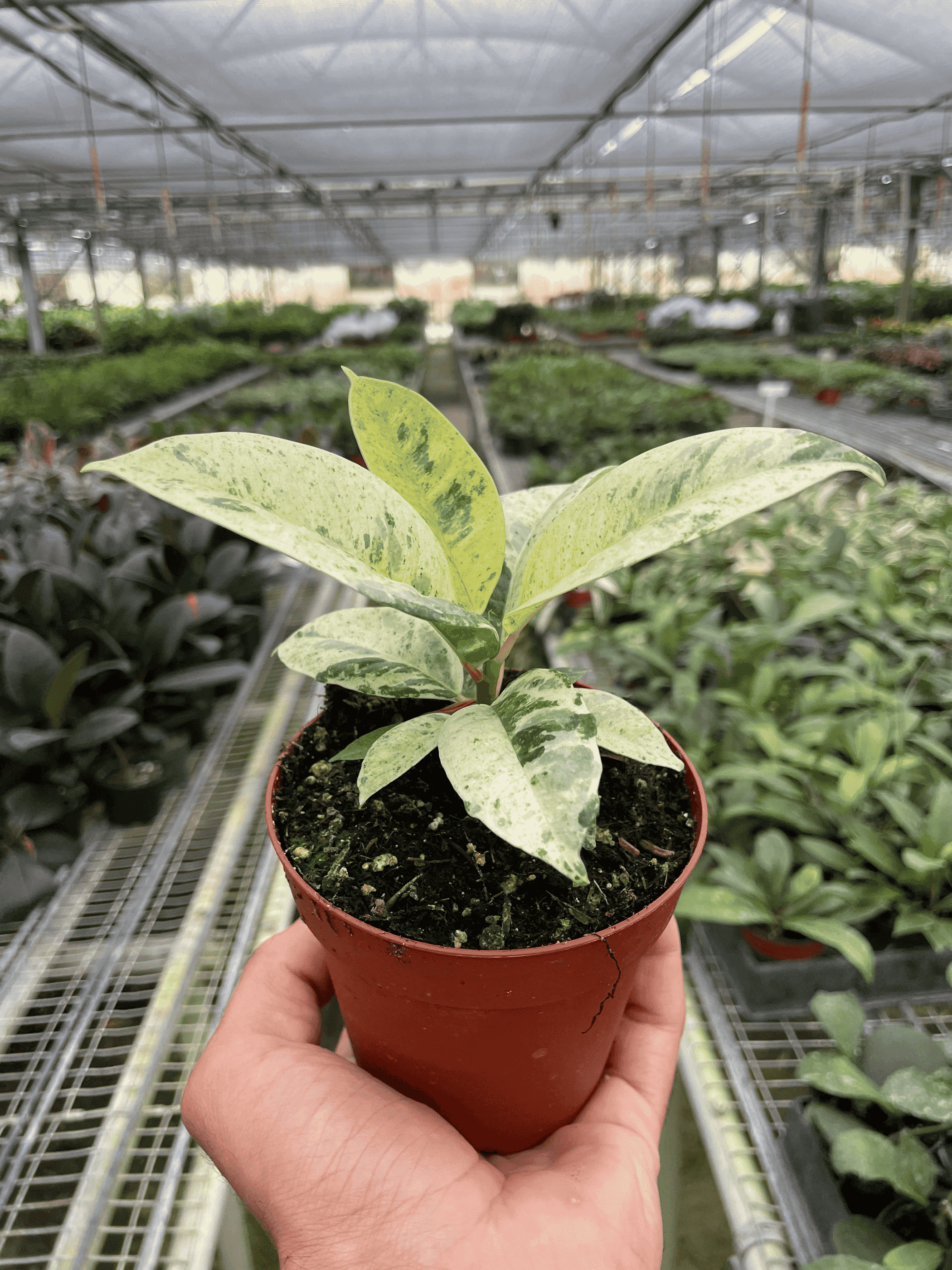 Ficus 'shivereana' (Moonshine) - Garden
