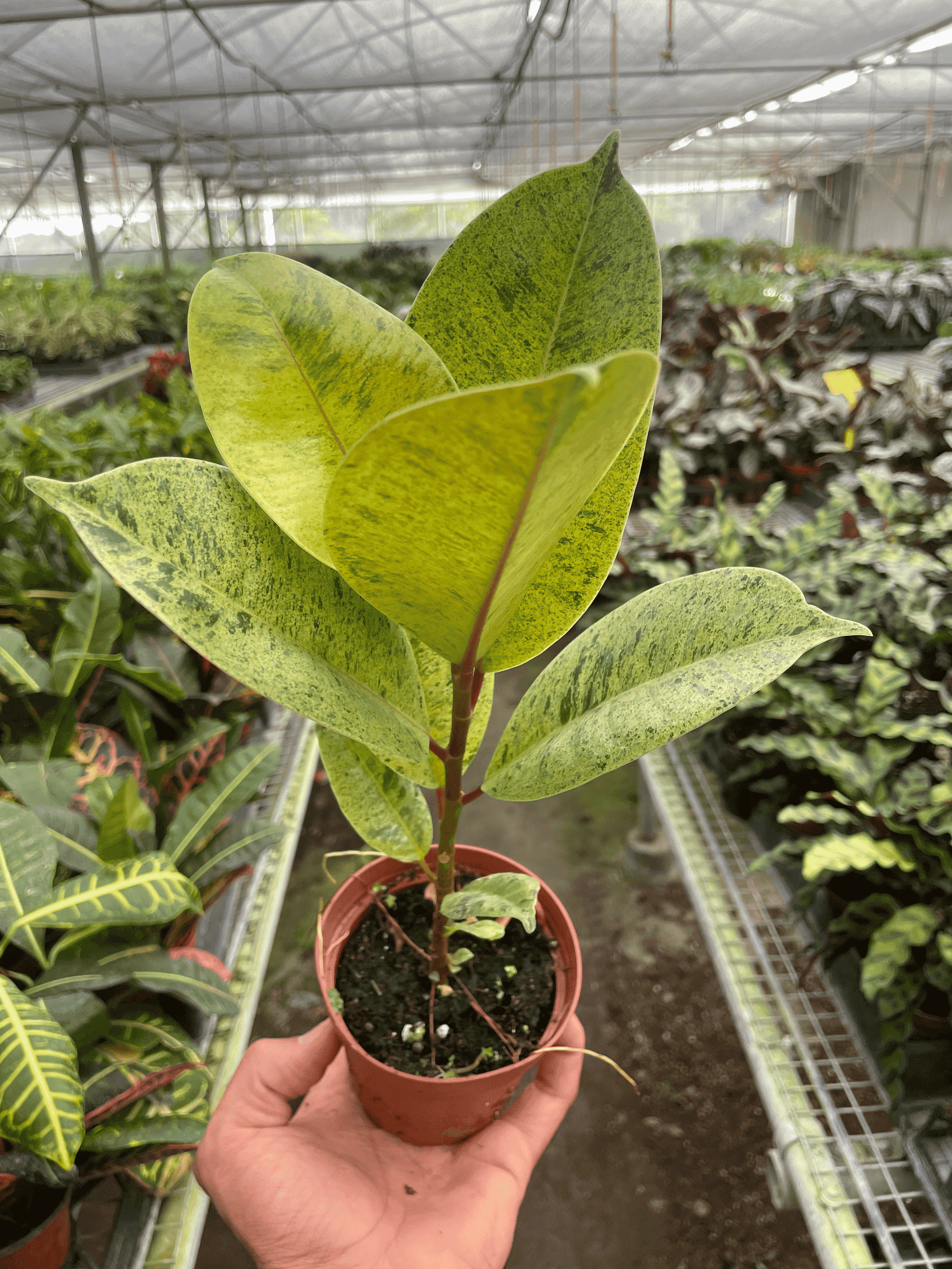 Ficus 'shivereana' (Moonshine) - Garden
