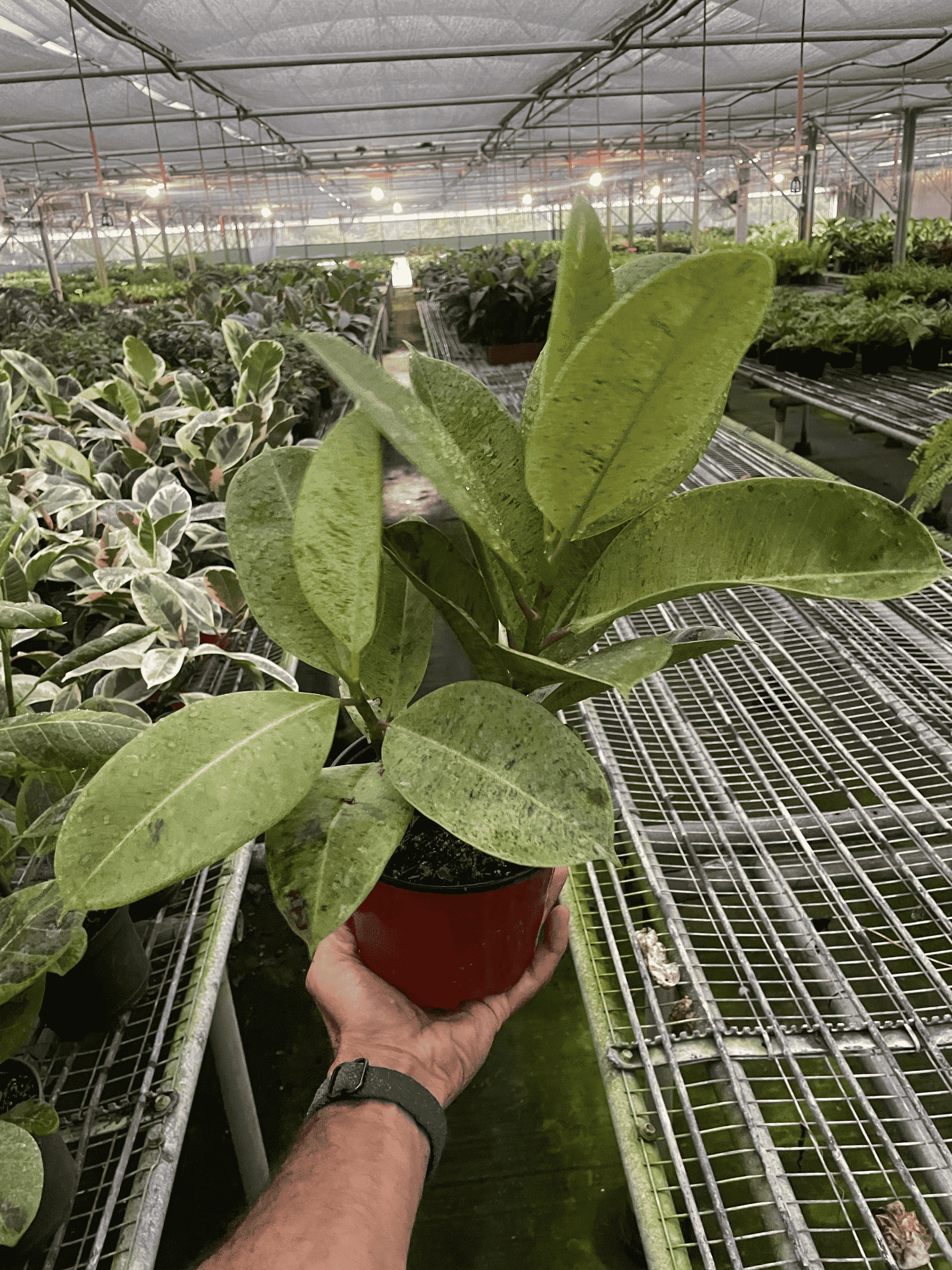 Ficus 'shivereana' (Moonshine) - Garden