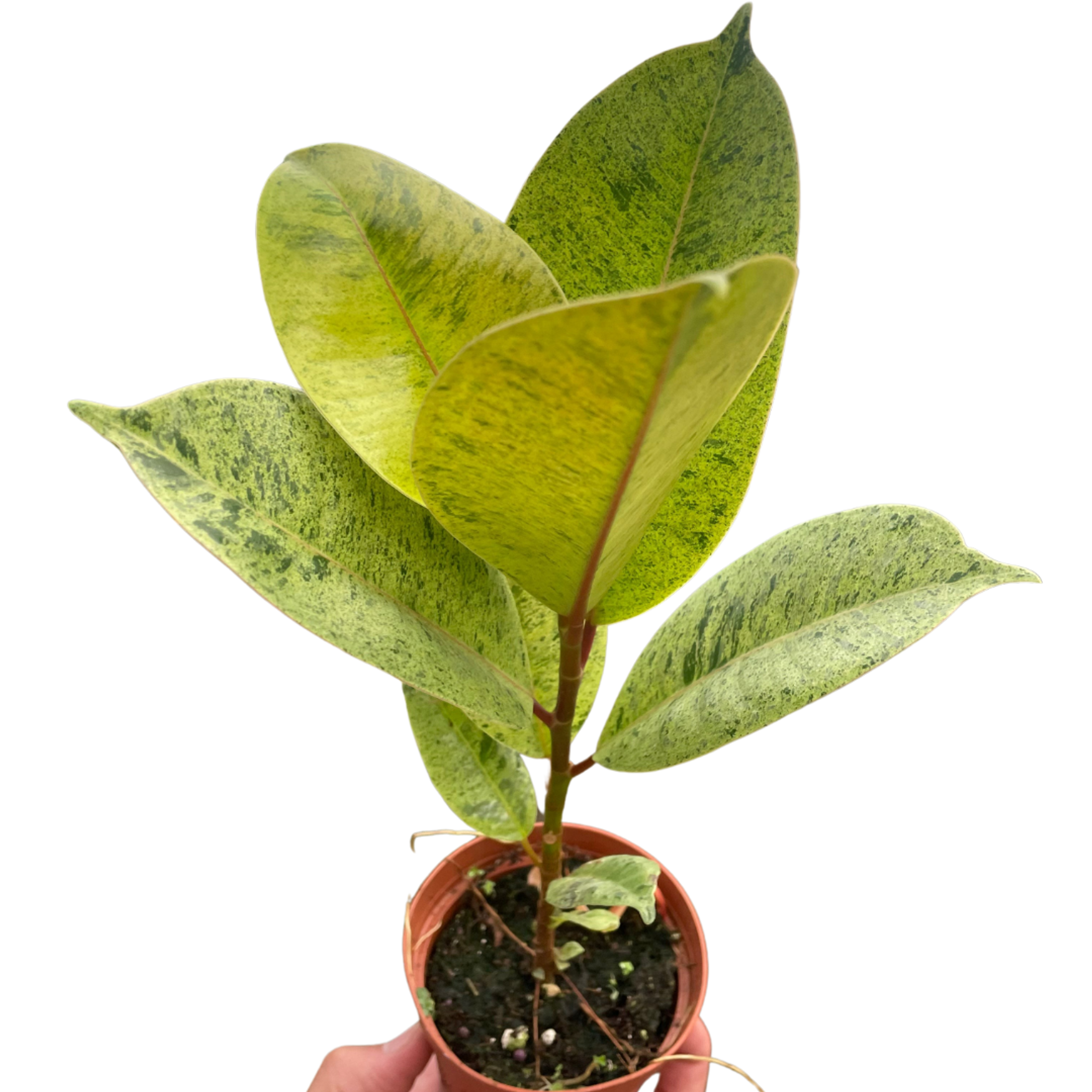 Ficus 'shivereana' (Moonshine) - Garden