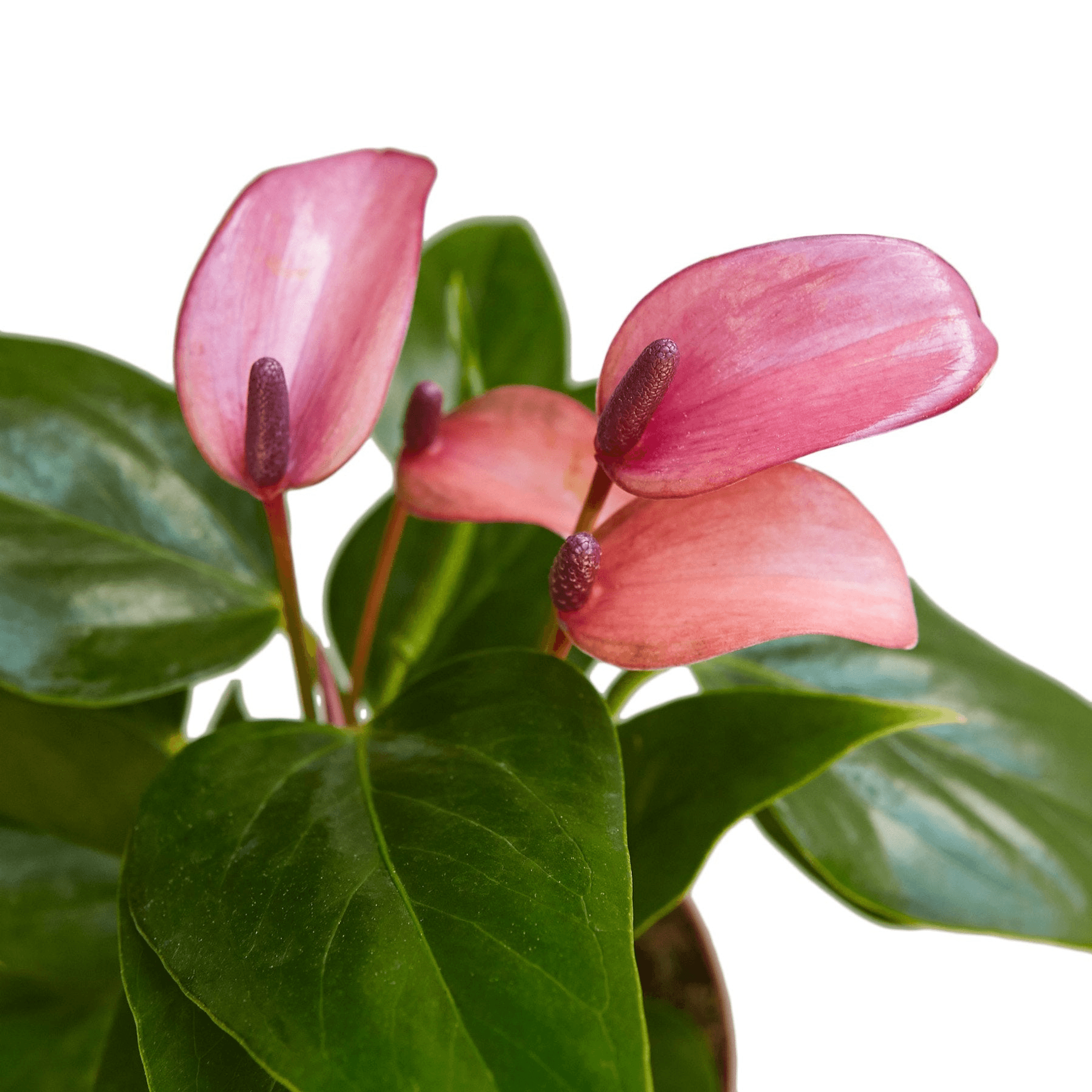 Anthurium 'Purple' - Garden