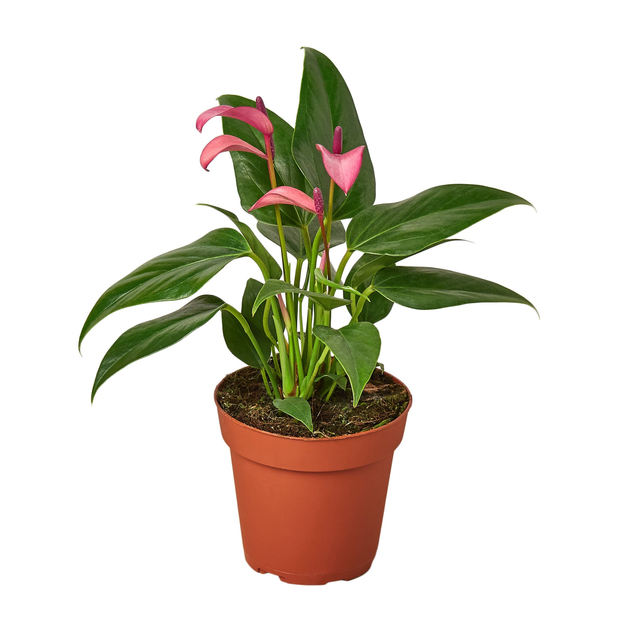 Anthurium 'Purple' - Garden