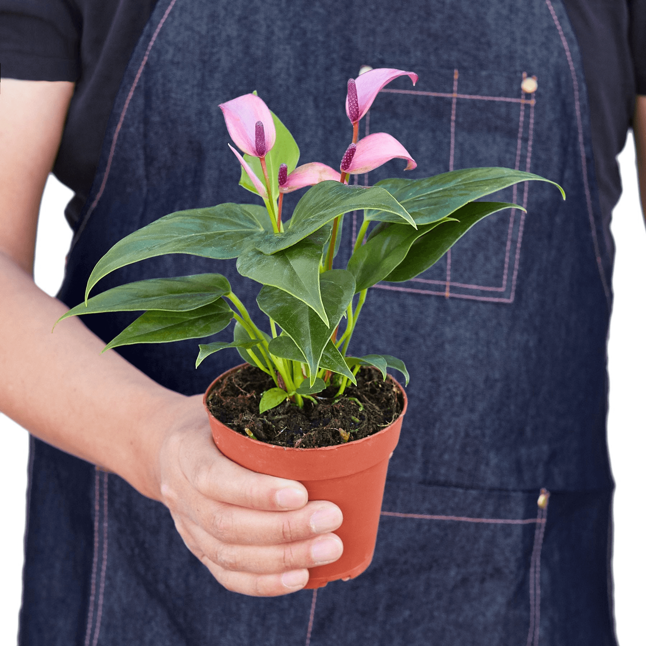 Anthurium 'Purple' - Garden
