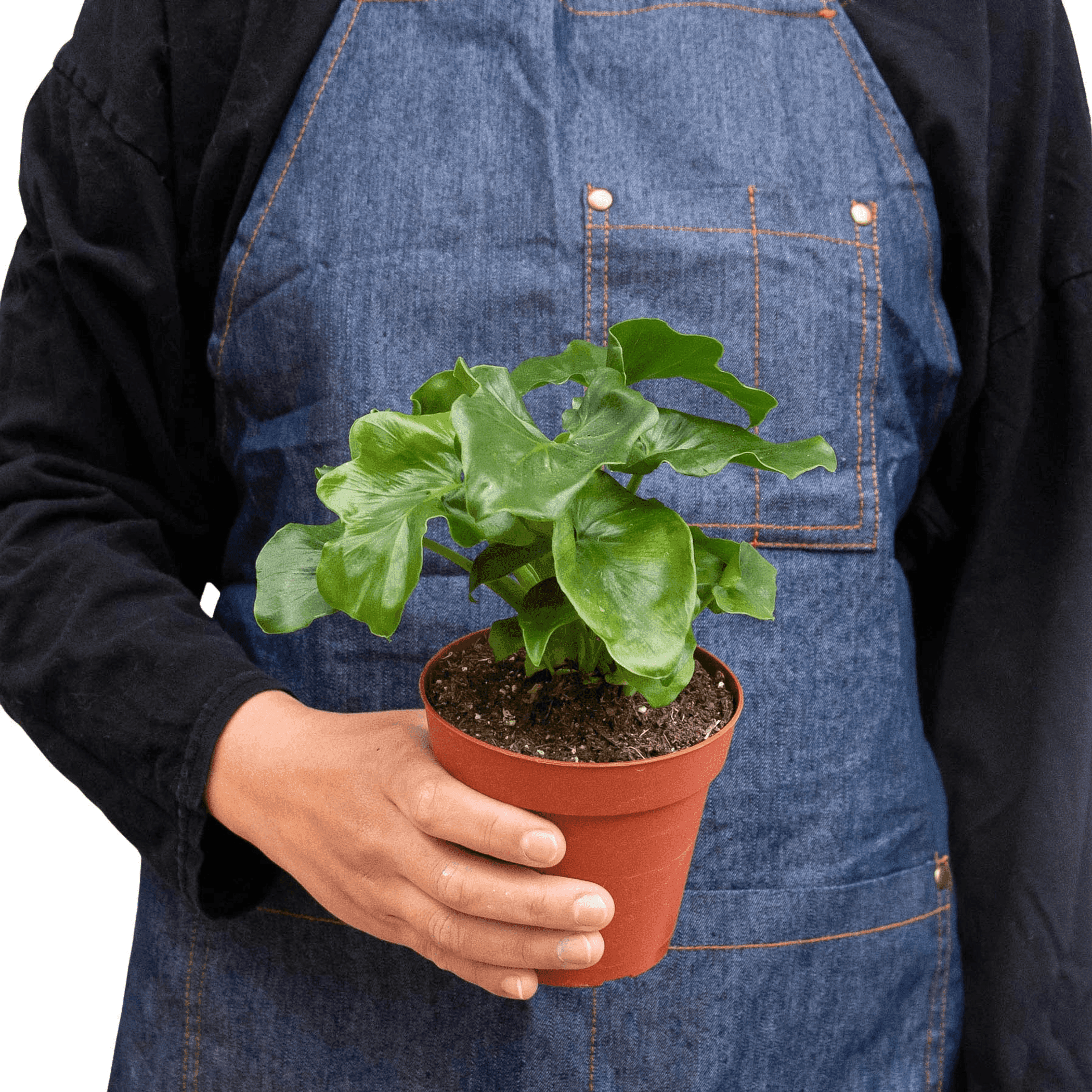 Philodendron 'Atom' in terracotta pot held by hand, glossy green leaves
